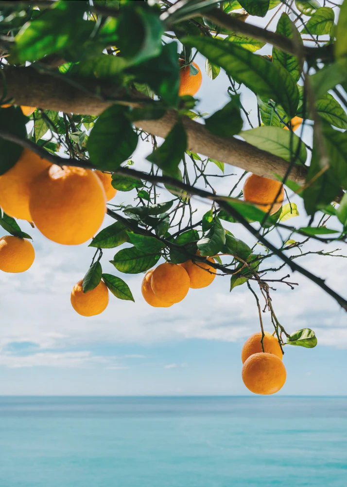 Amalfi Coast Oranges IV