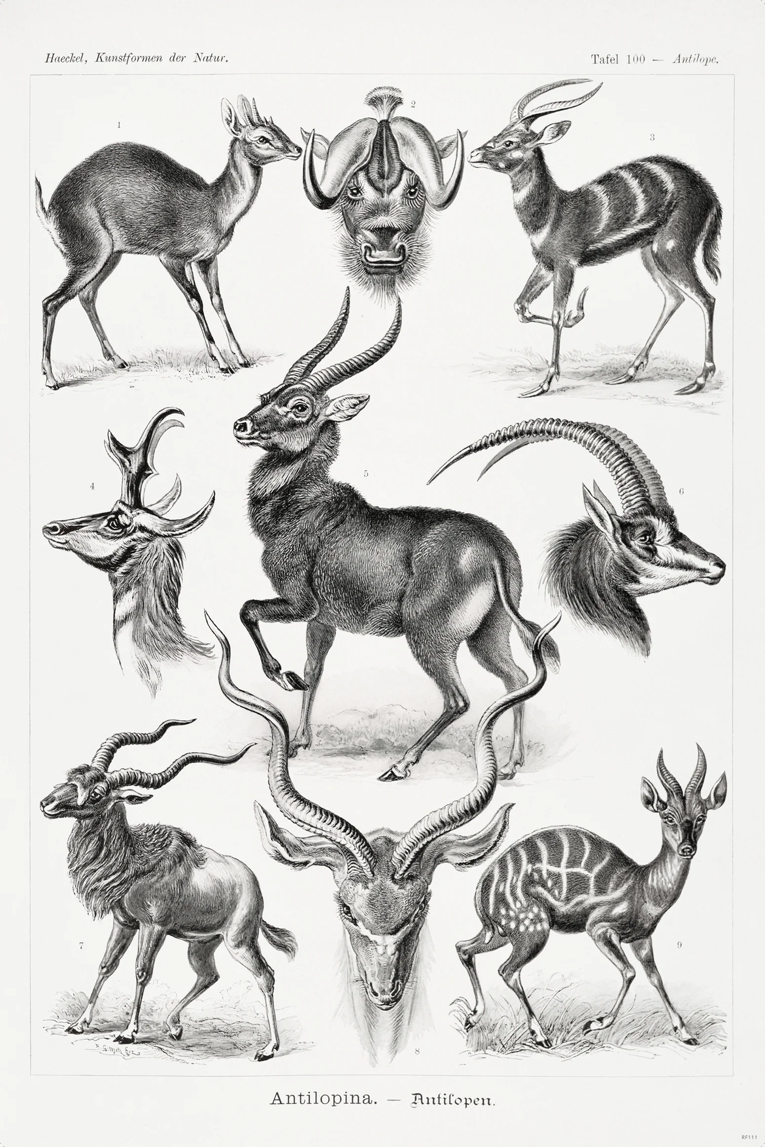 Antilopen Poster Ernst Haeckel Kunstformen der Natur