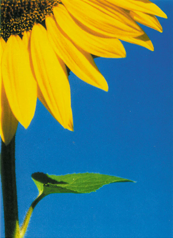Postkarte Big Sunflower
