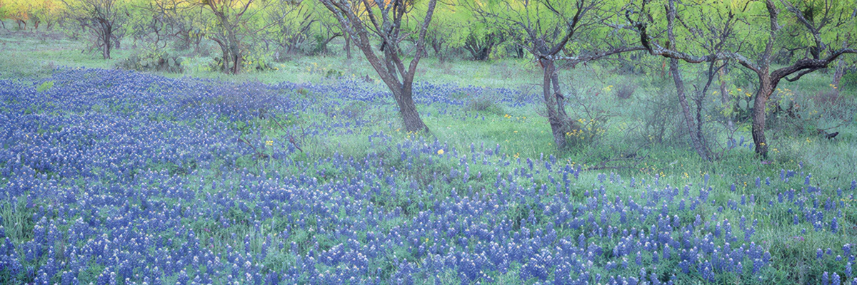 Blühende Frühlingswiese Poster Blaue Wiesenlupine