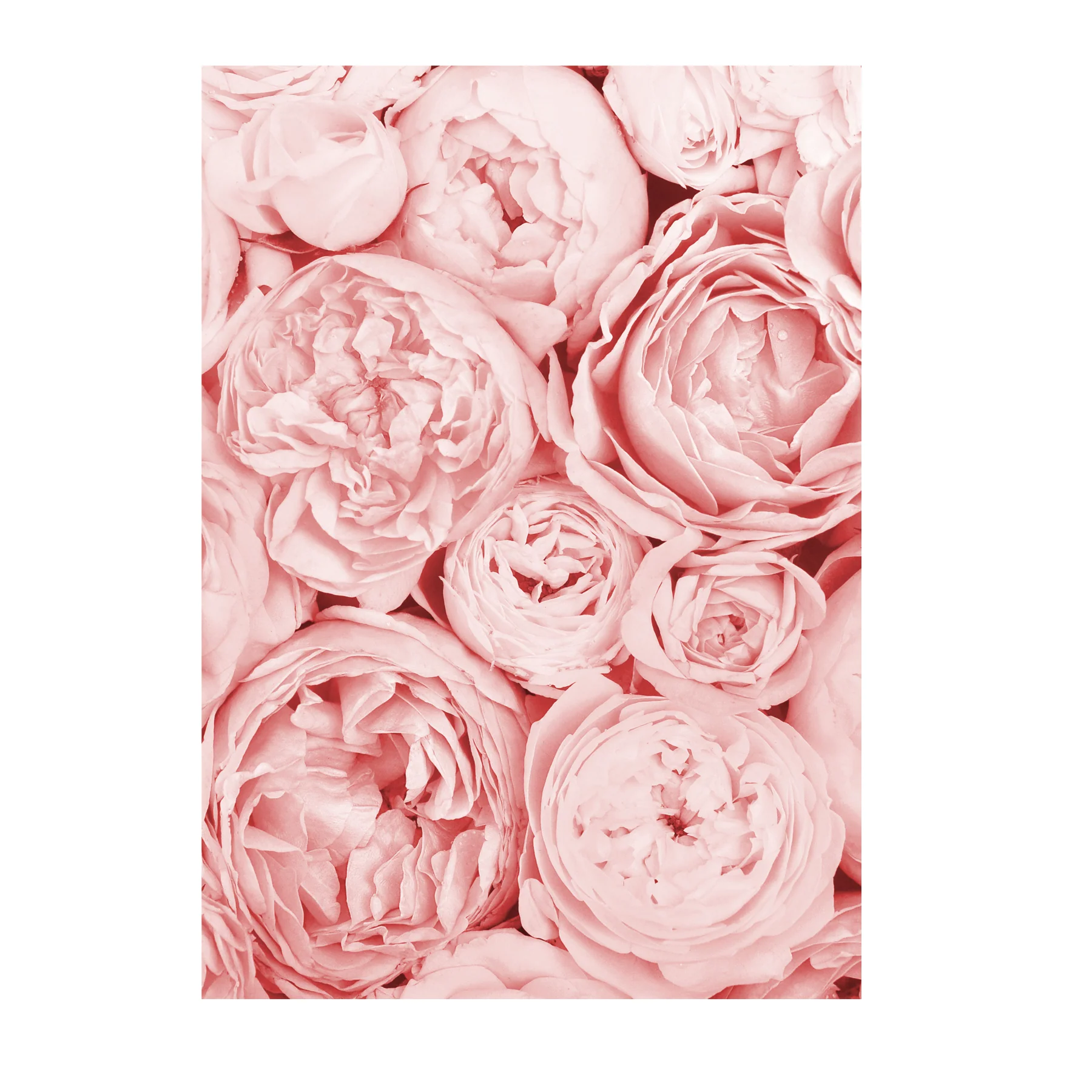 Blume Kunstdruck Din A4