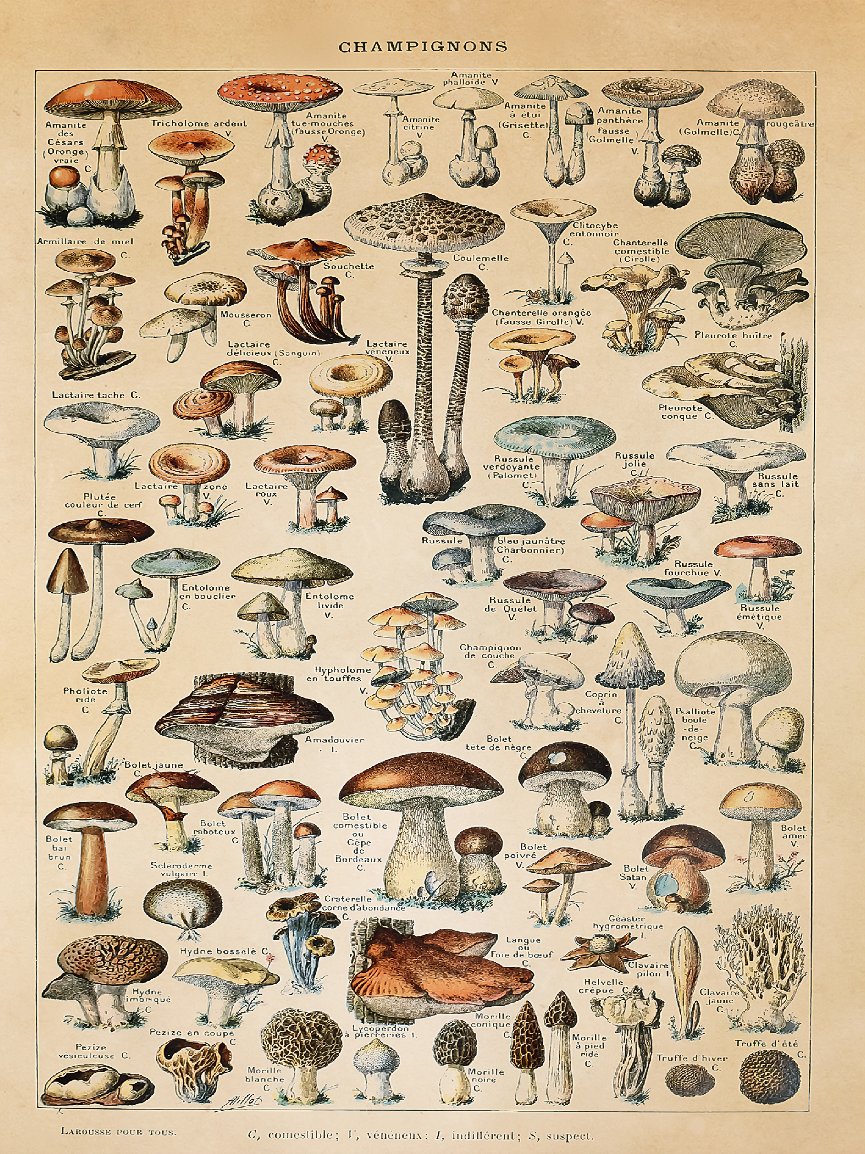 Champignons Kunstdruck Adolphe Millot