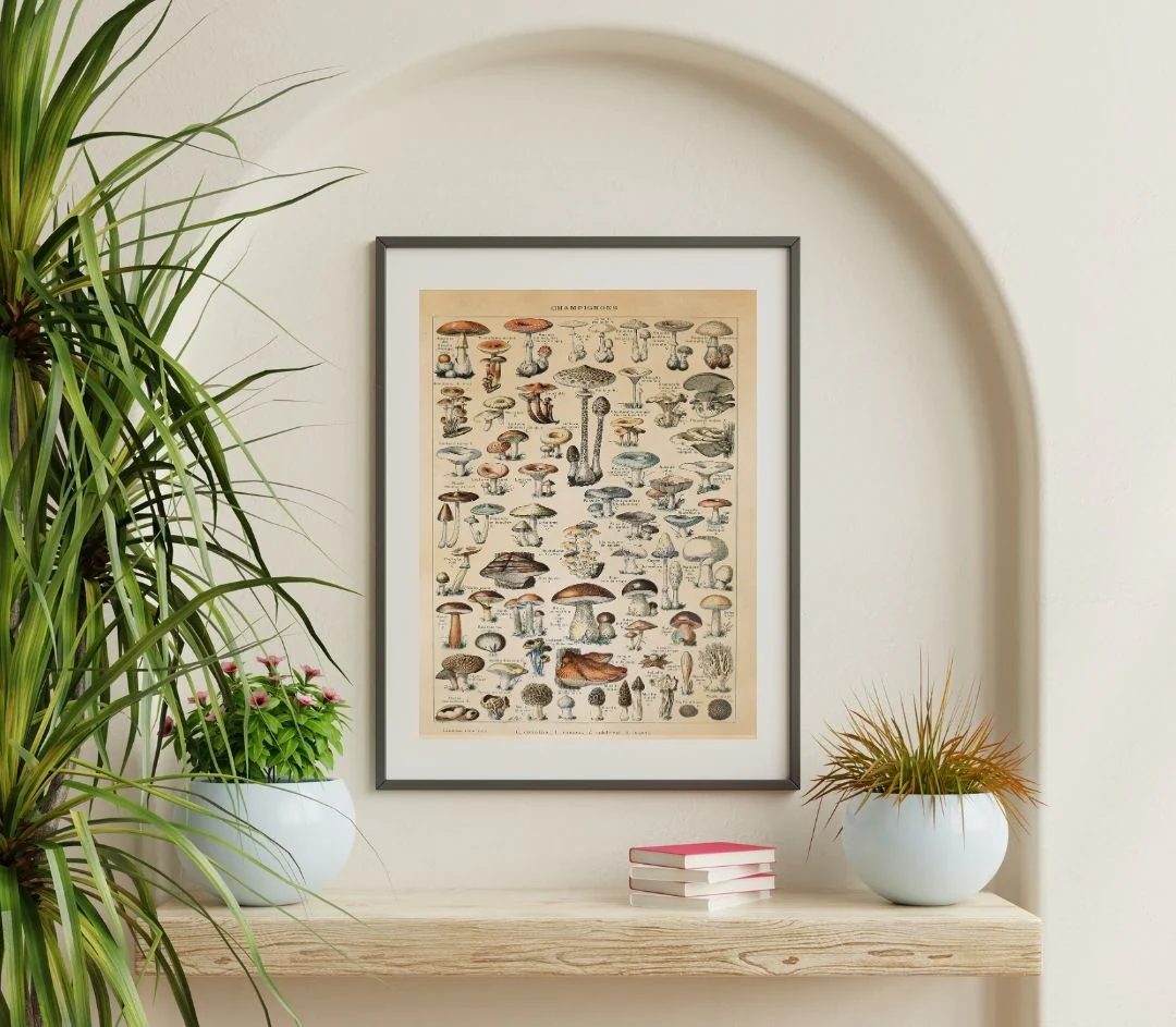 Champignons Kunstdruck Adolphe Millot - Image 3