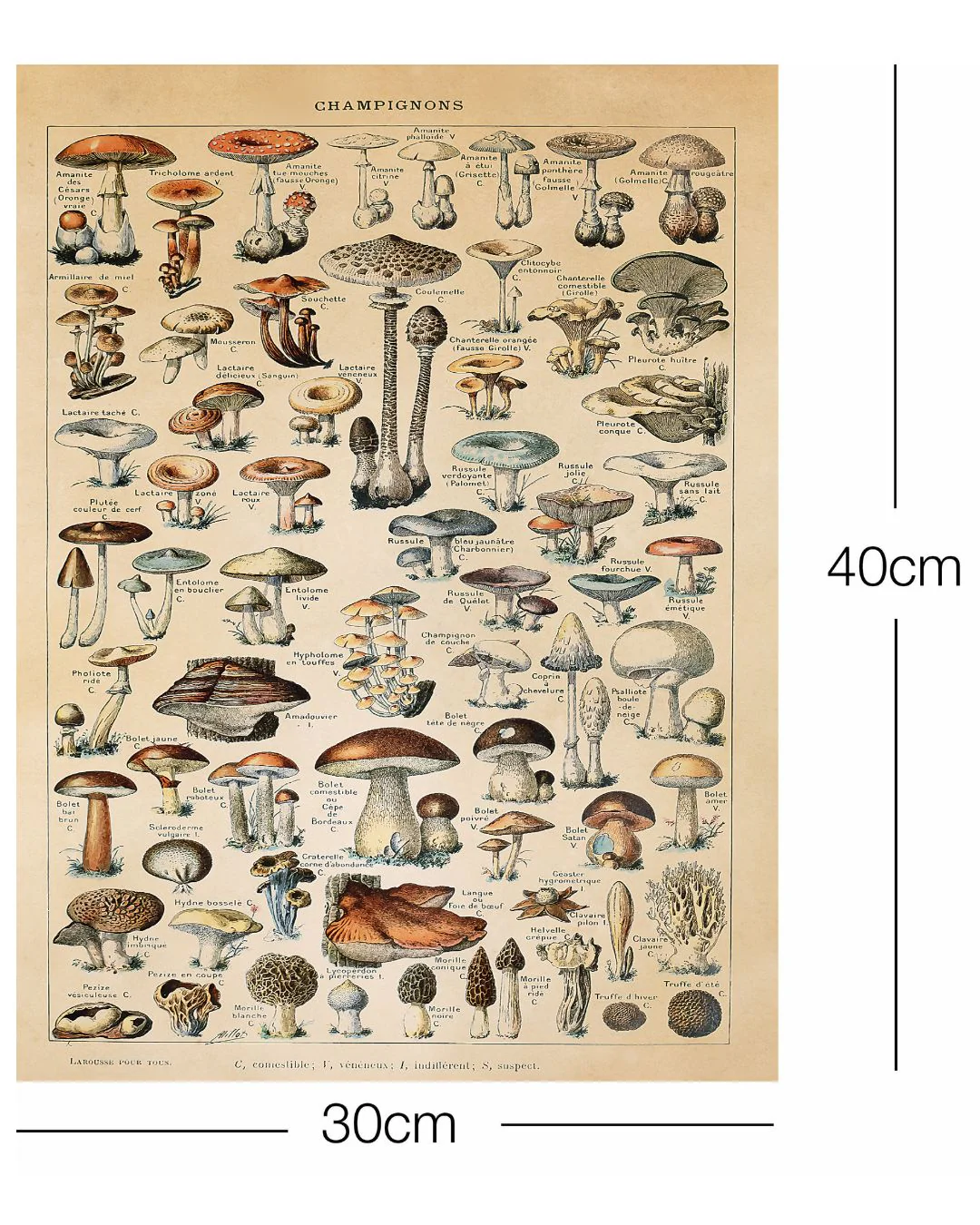 Champignons Kunstdruck Adolphe Millot - Image 4
