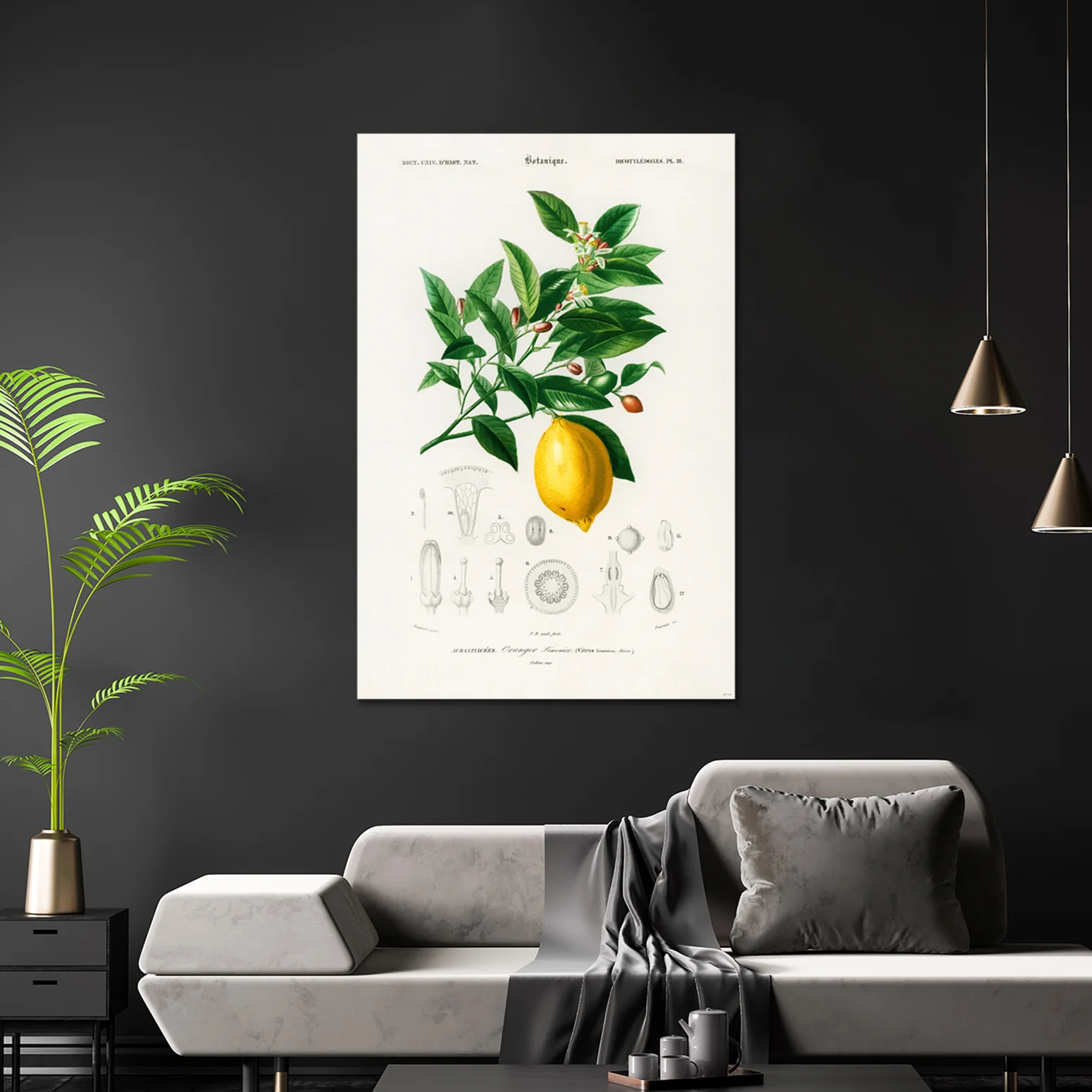 Citrus Limonium Poster Charles Dessalines d’Orbigny - Image 3