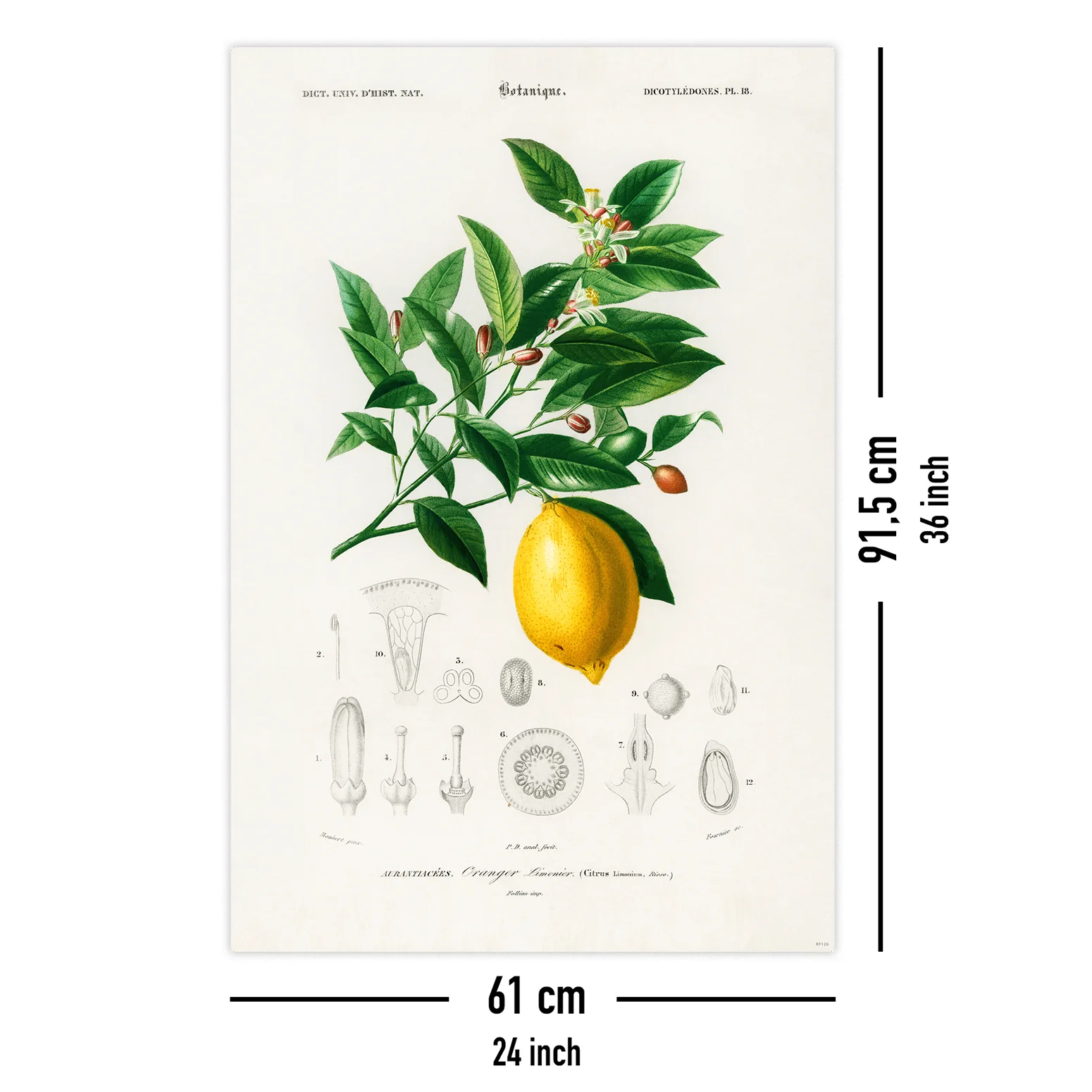 Citrus Limonium Poster Charles Dessalines d’Orbigny - Image 5