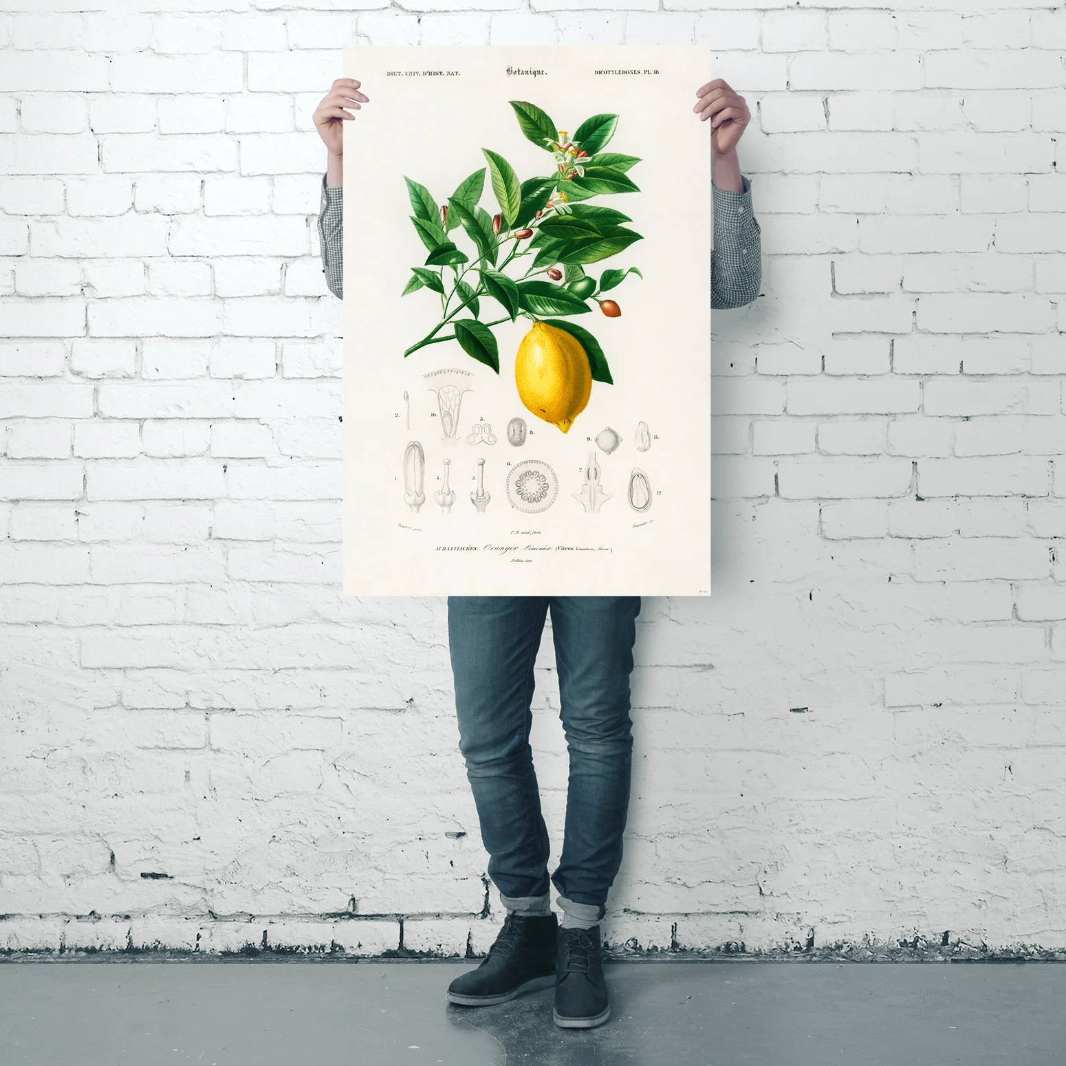 Citrus Limonium Poster Charles Dessalines d’Orbigny - Image 9