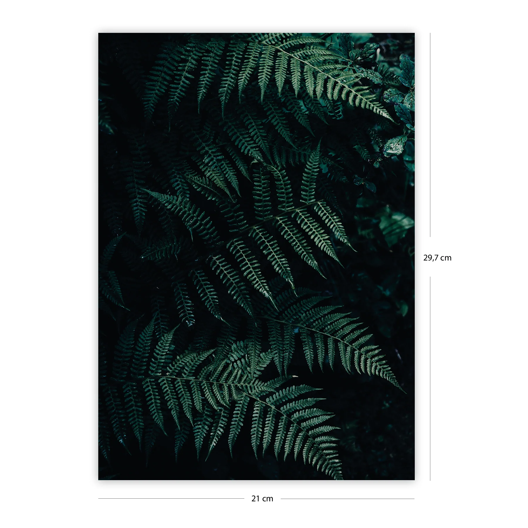 Dschungel Kunstdruck Set DIN A4 - Image 4