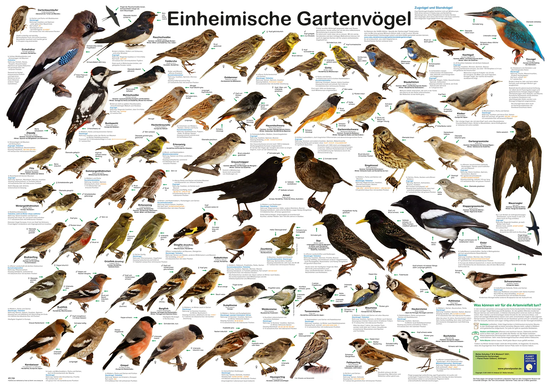 Einheimische Gartenvögel Puzzle 2000 Teile - Image 3