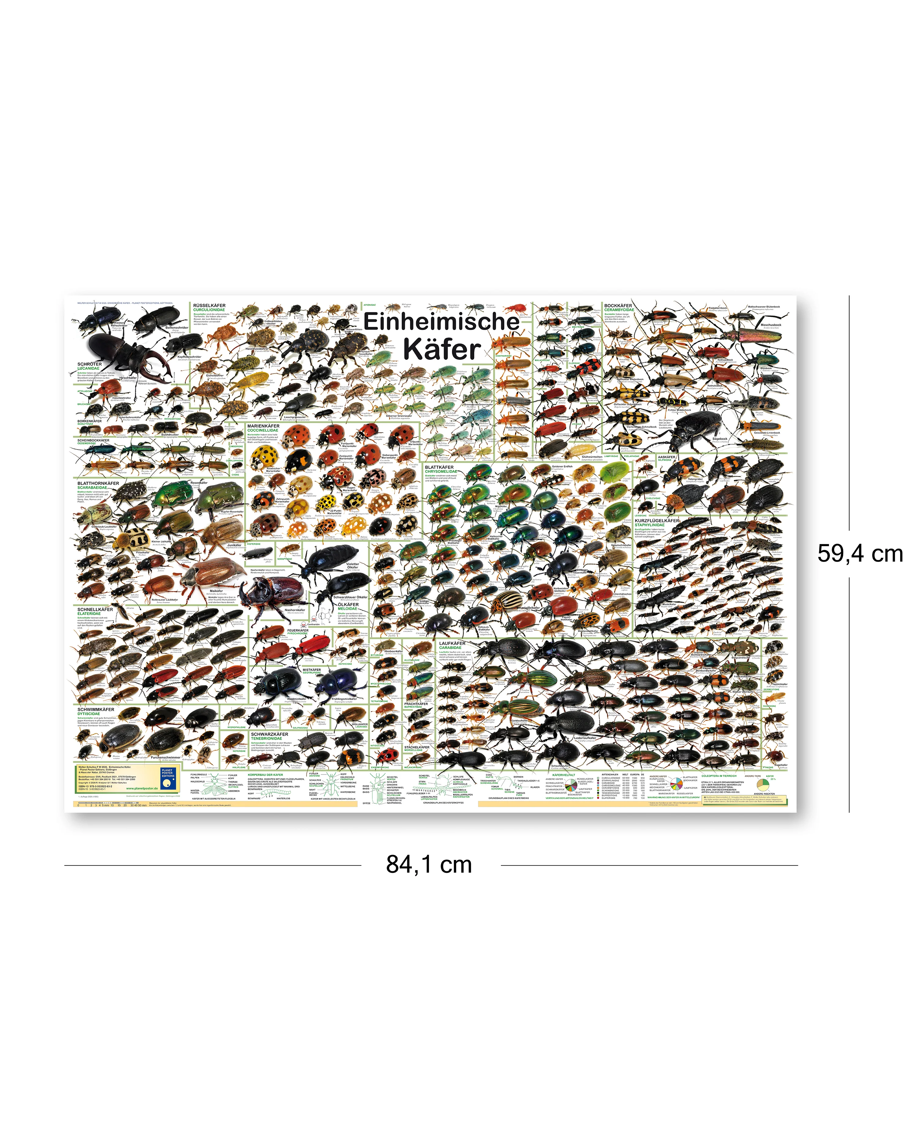 Einheimische Käfer Poster deutsch DIN A1 - Image 2