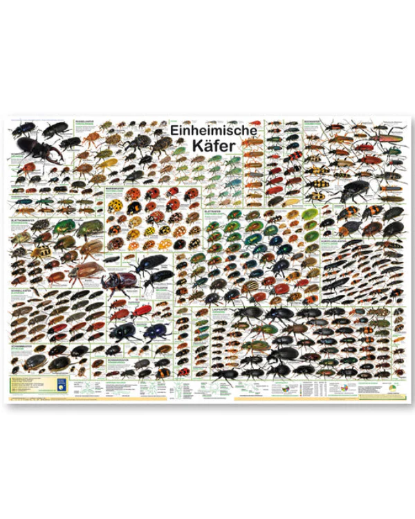 Einheimische Käfer Poster deutsch DIN A1 - Image 6
