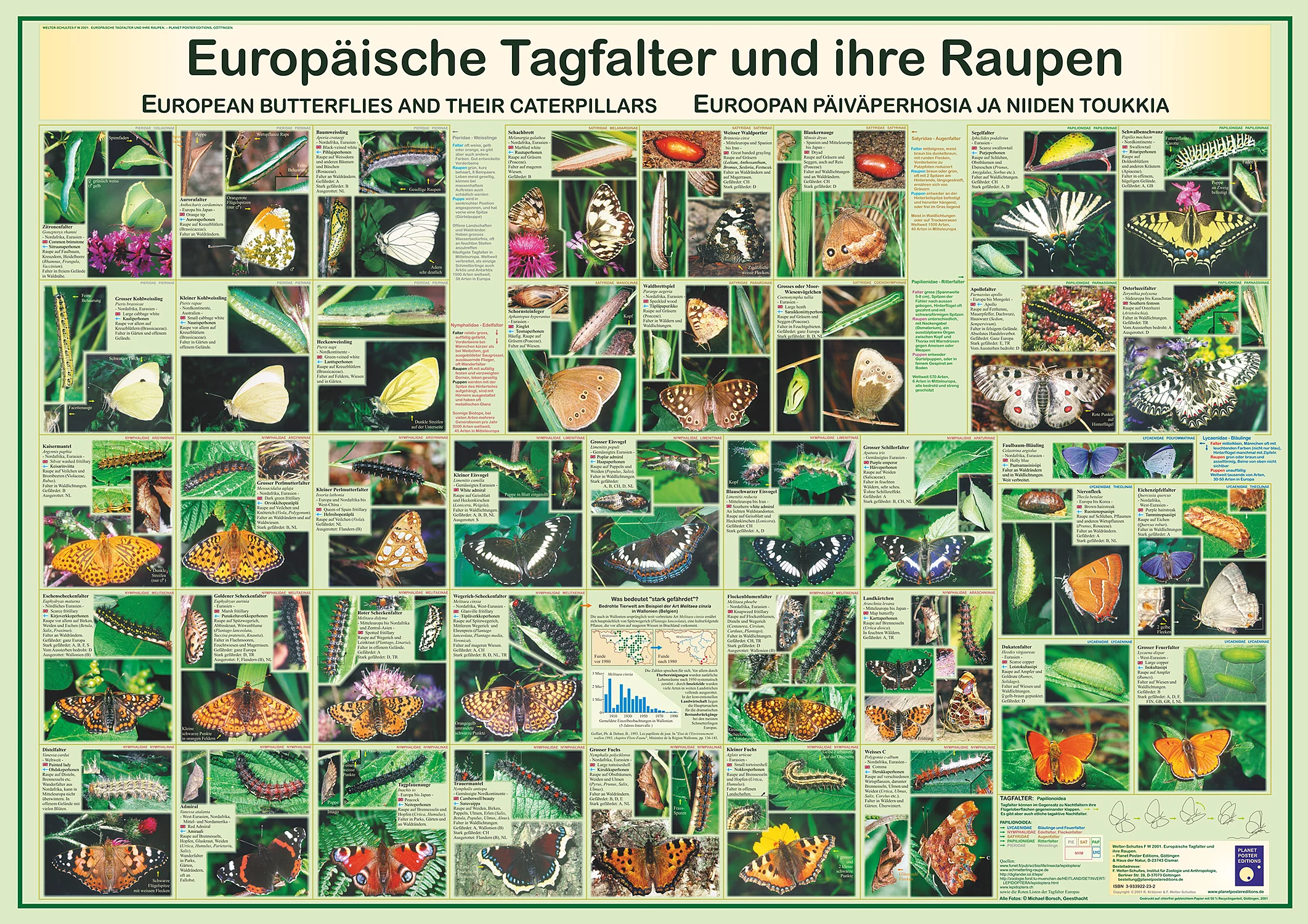 Europäische Tagfalter und ihre Raupen Poster deutsch DIN A1