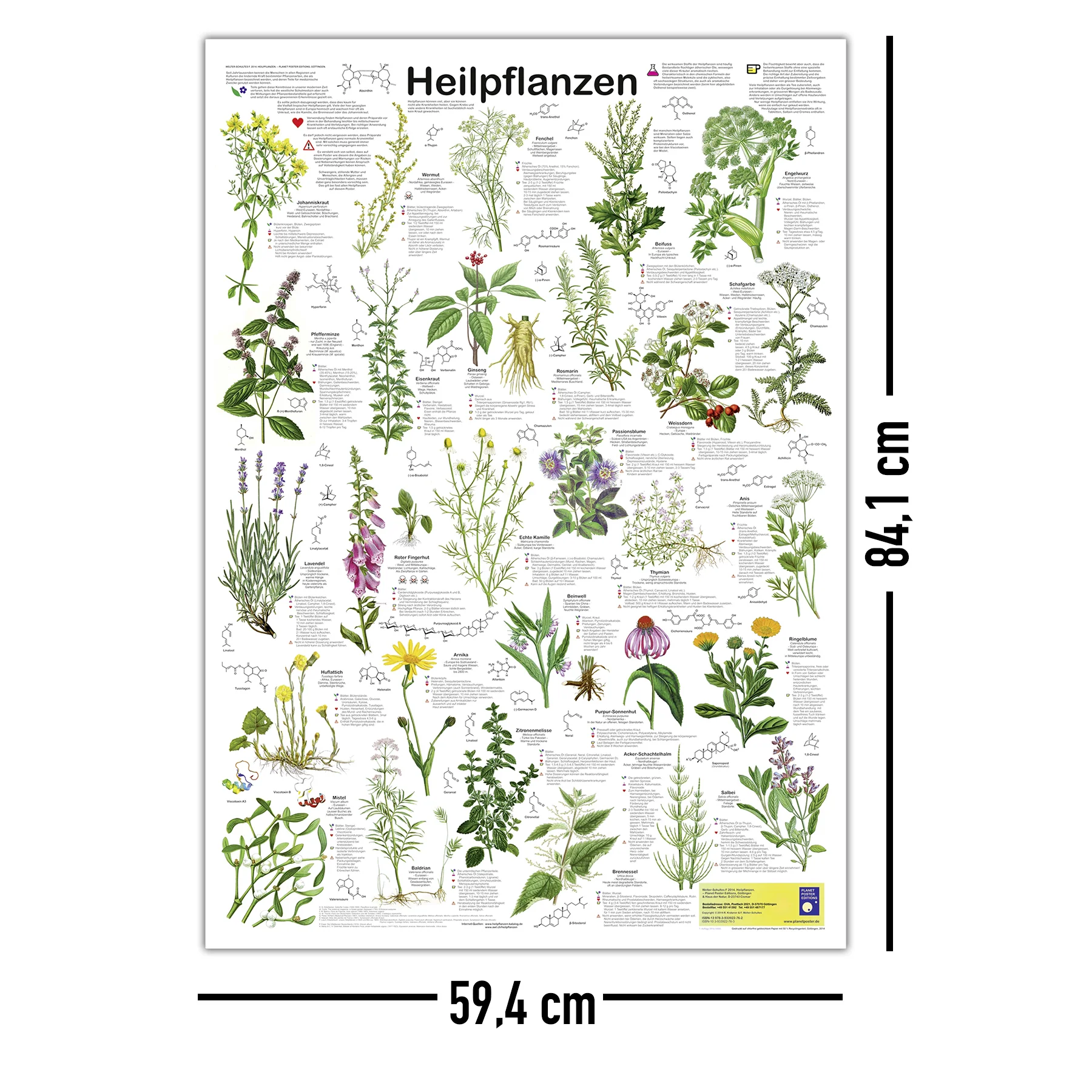 Heilpflanzen Poster deutsch DIN A1 - Image 5