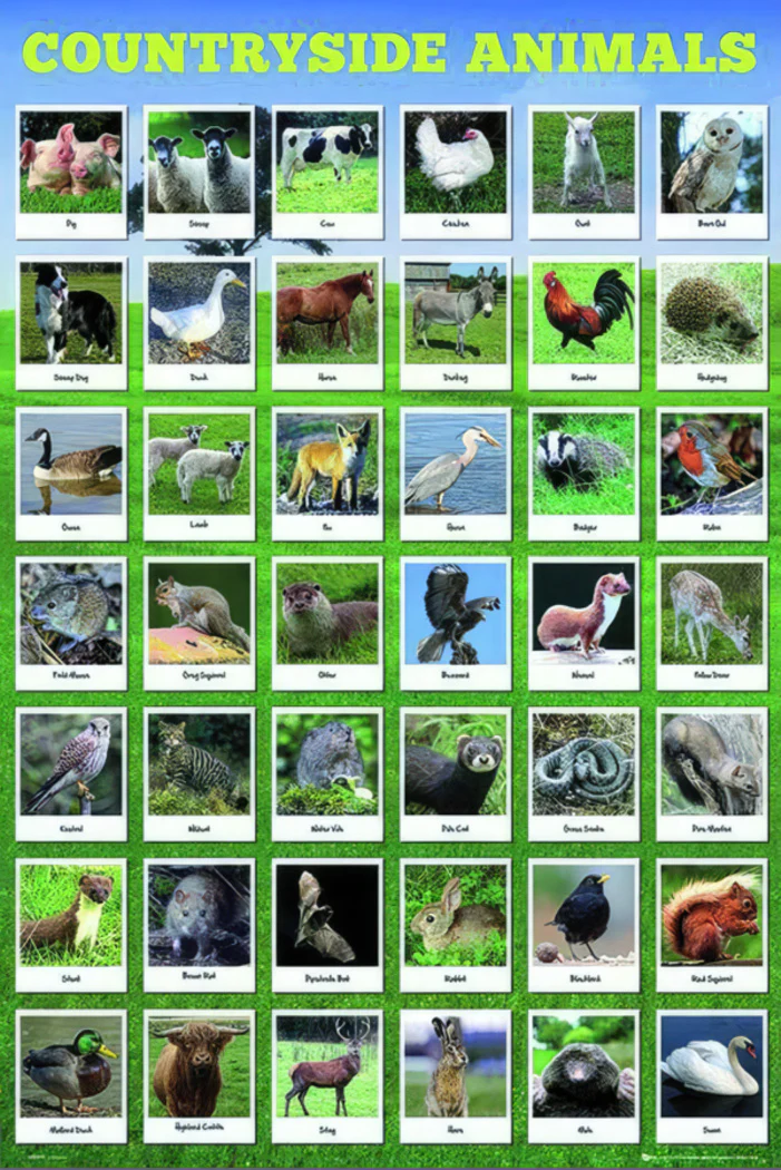 Heimische Tierarten Poster
