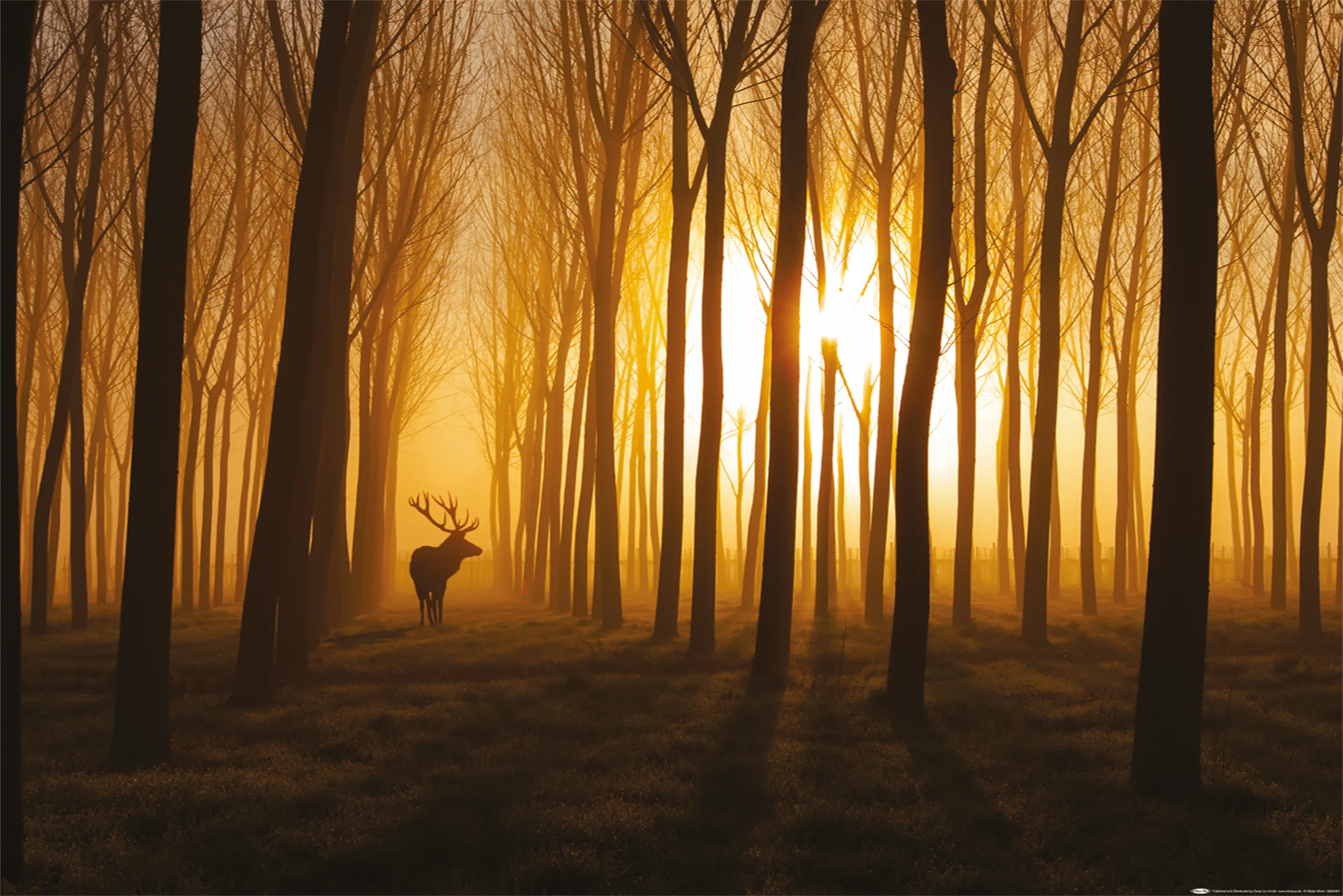 Hirsch im Wald Poster Stefan Miron