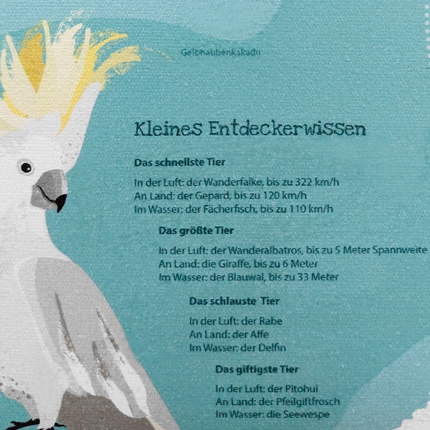 Kinder-Weltkarte Schreibtischunterlage 60x40 cm - Image 4