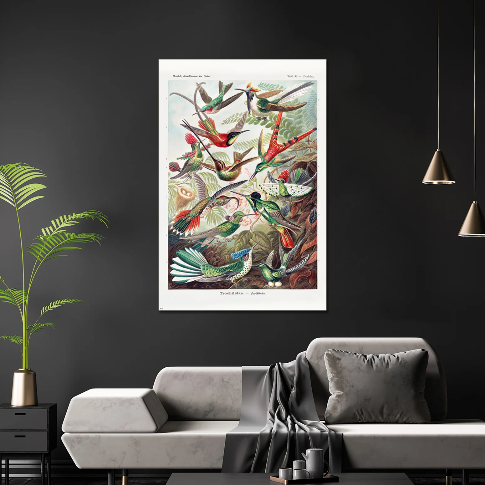Kolibris Poster Ernst Haeckel Kunstformen der Natur,Tafel 99 - Image 3
