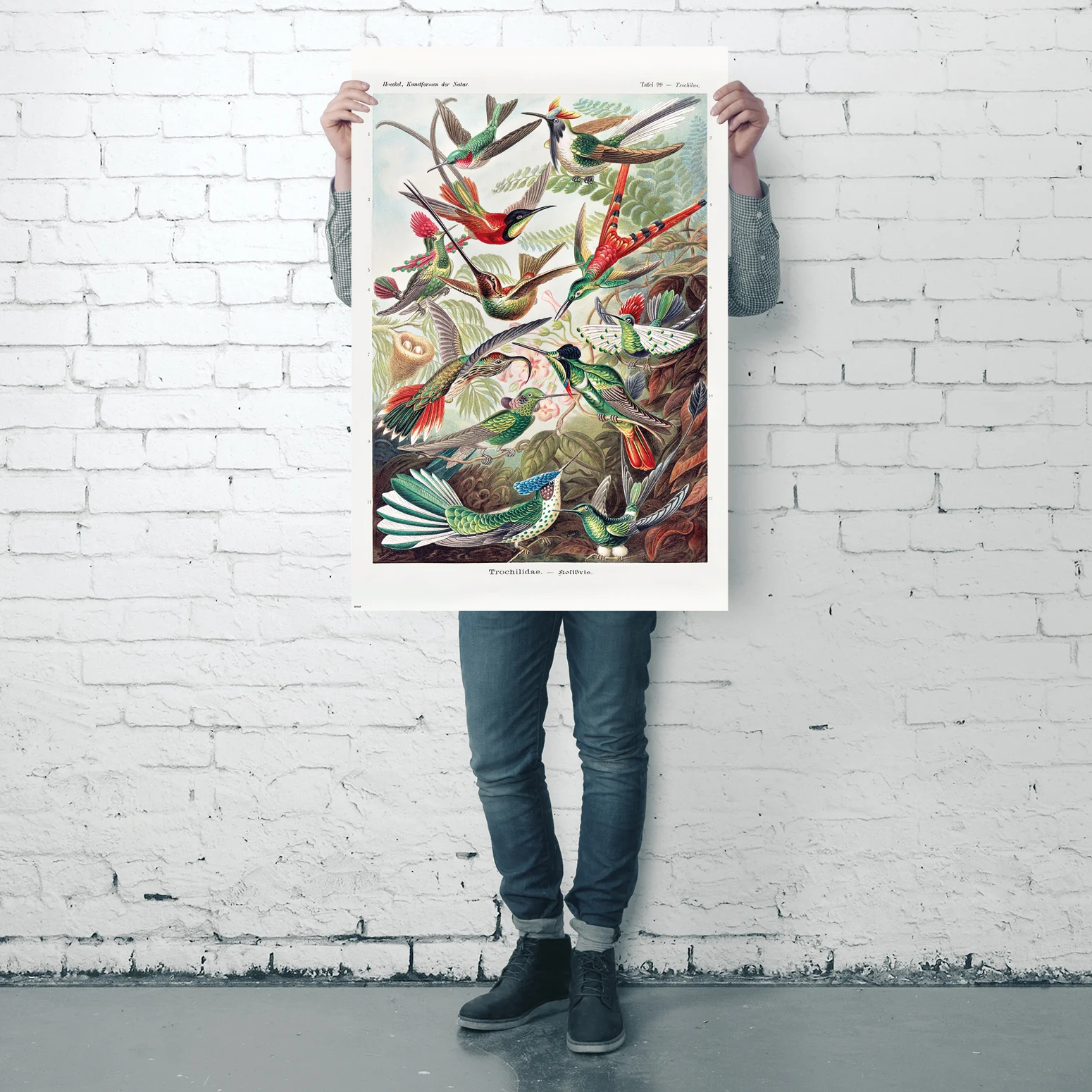 Kolibris Poster Ernst Haeckel Kunstformen der Natur,Tafel 99 - Image 4