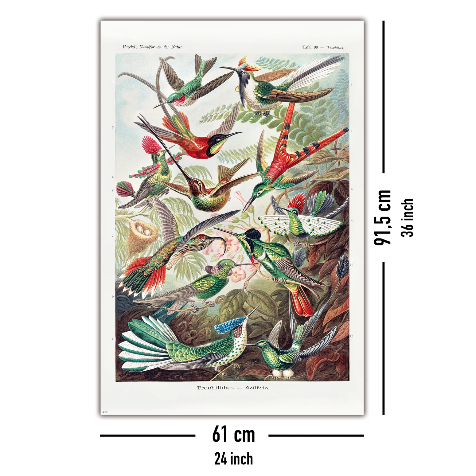 Kolibris Poster Ernst Haeckel Kunstformen der Natur,Tafel 99 - Image 5
