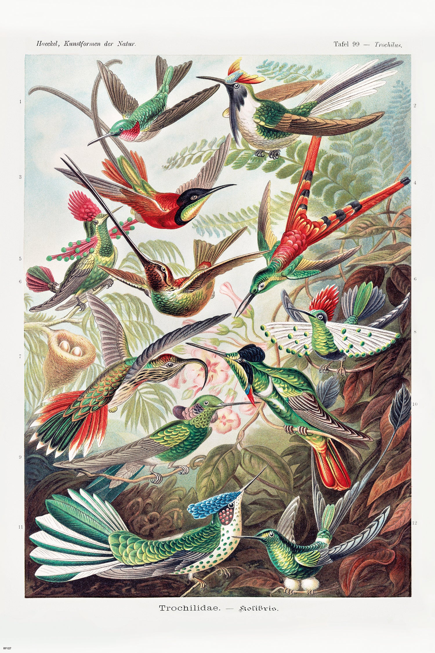 Kunstformen der Natur Poster 3er-Set Ernst Haeckel - Image 2