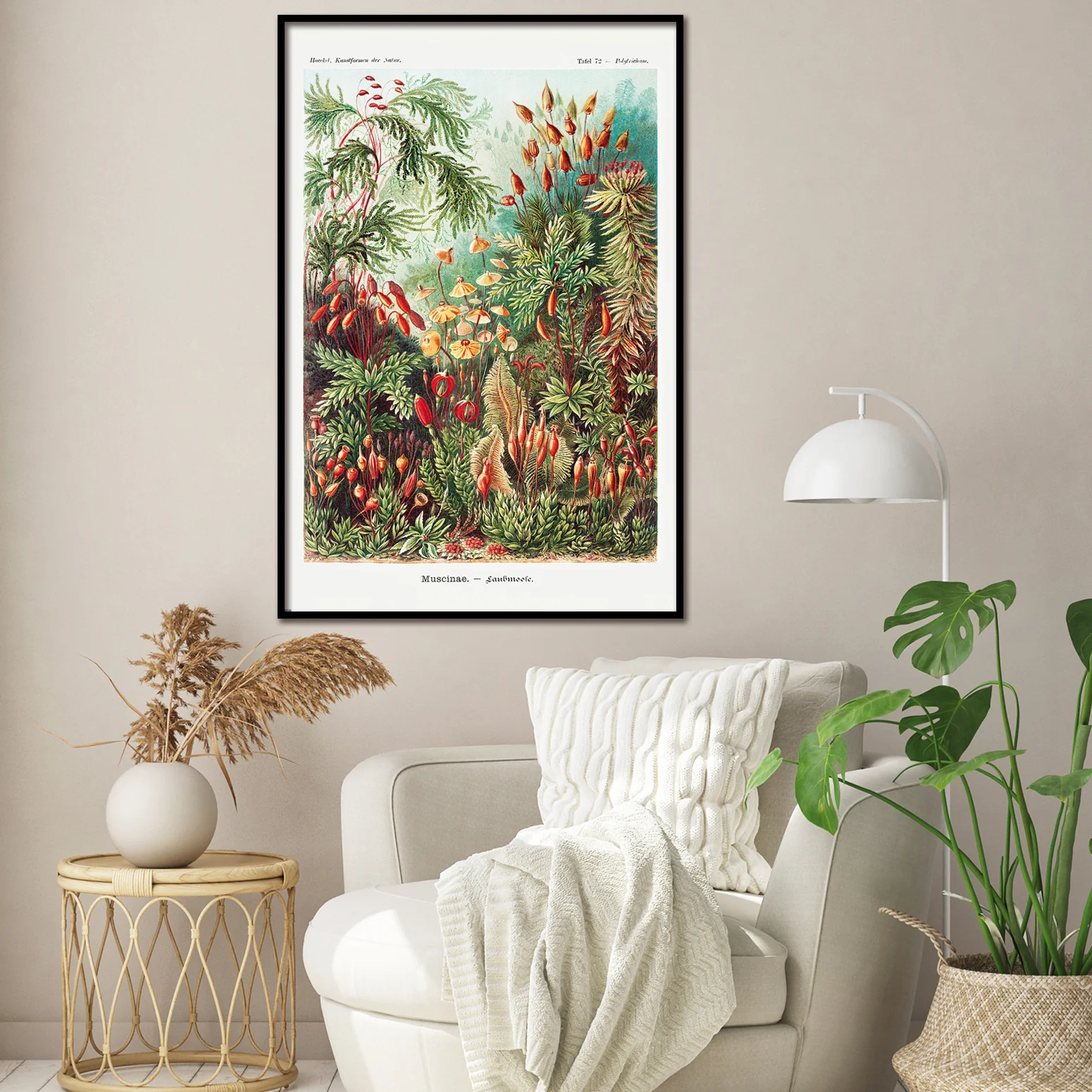 Laubmoose Poster Ernst Haeckel Kunstformen der Natur,Tafel 72 - Image 2