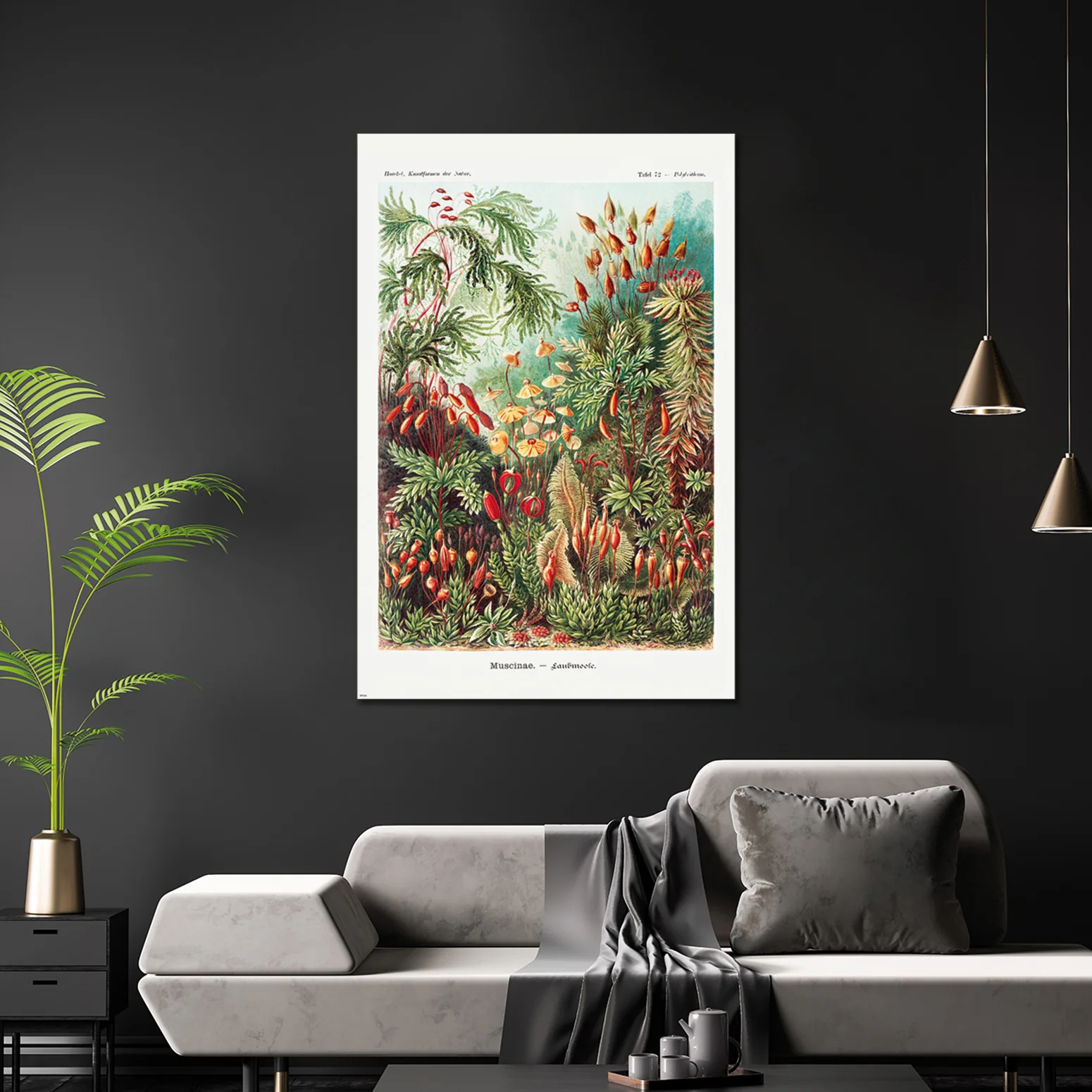 Laubmoose Poster Ernst Haeckel Kunstformen der Natur,Tafel 72 - Image 3