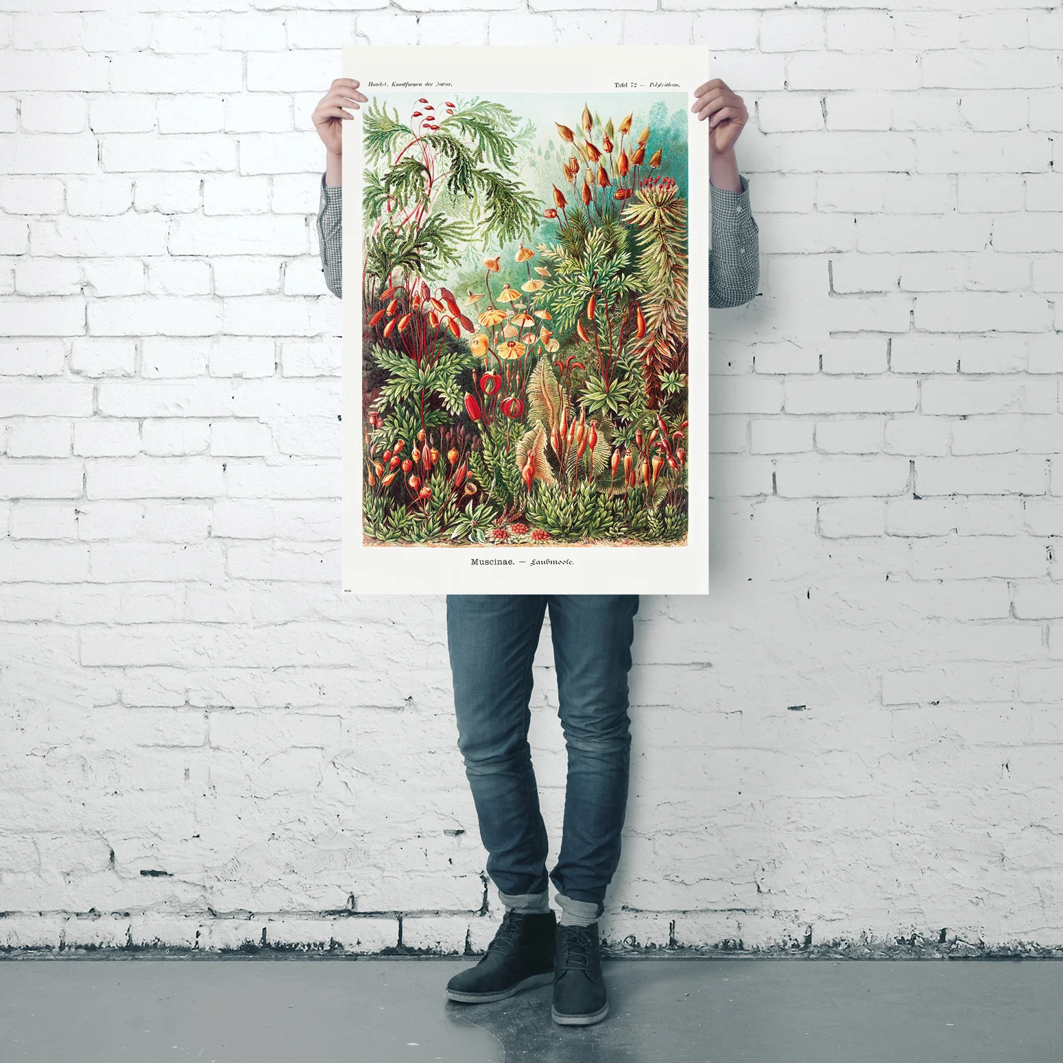 Laubmoose Poster Ernst Haeckel Kunstformen der Natur,Tafel 72 - Image 4