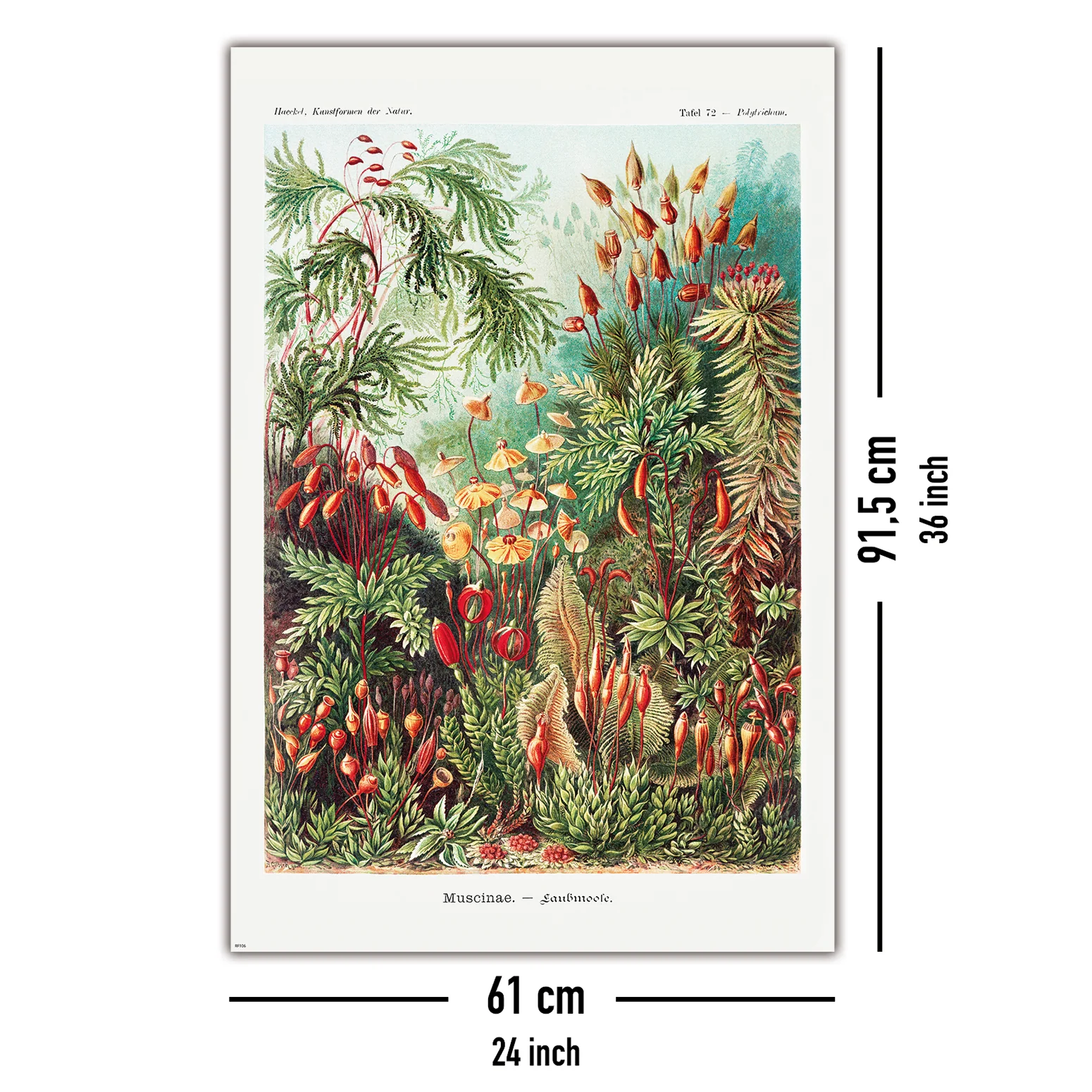Laubmoose Poster Ernst Haeckel Kunstformen der Natur,Tafel 72 - Image 5