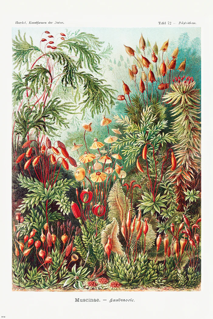 Laubmoose Poster Ernst Haeckel Kunstformen der Natur,Tafel 72 - Image 6
