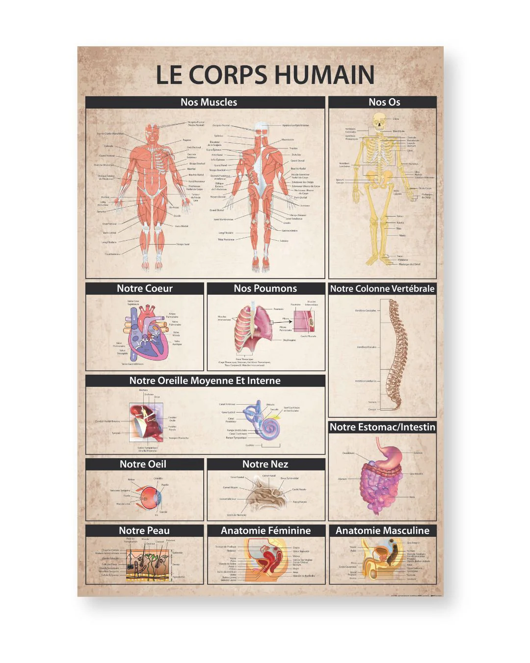 Le Corps humain Poster Der menschliche Körper