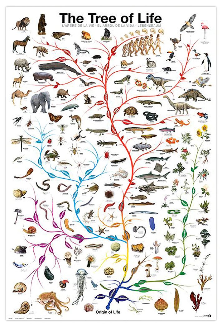 Lebensbaum Poster The Tree of Life - Image 5