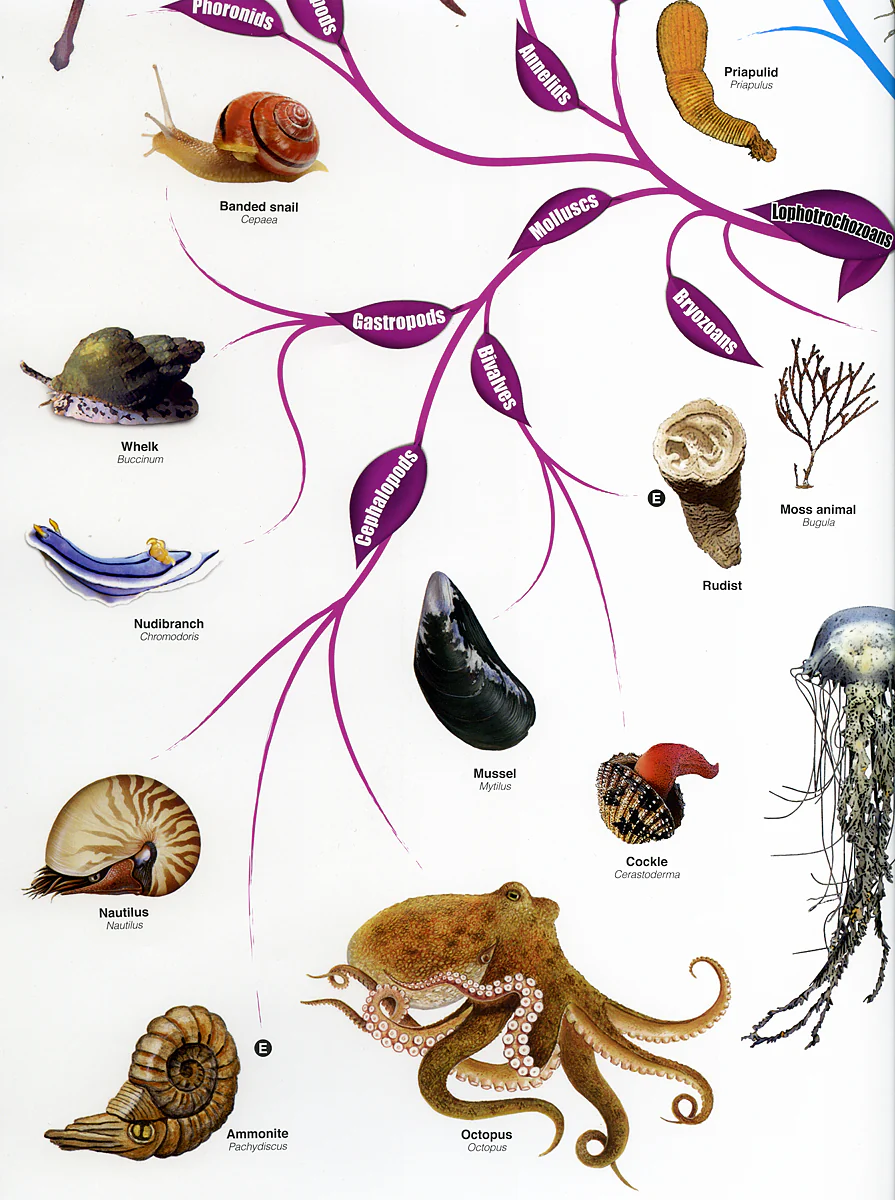 Lebensbaum Poster The Tree of Life - Image 7