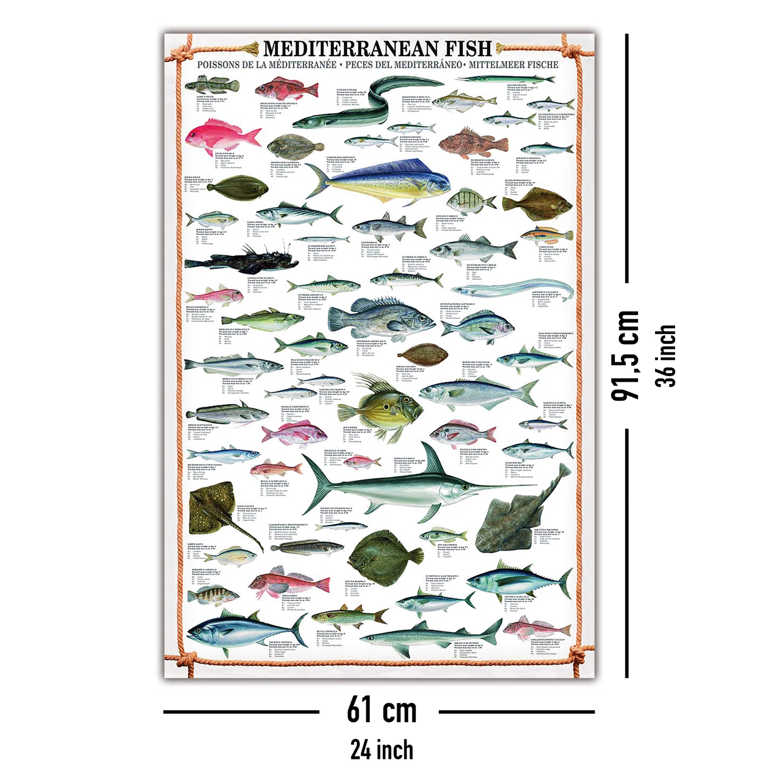 Mediterranean Fish Kunstdruck + 2 St. Posterleisten - Image 10