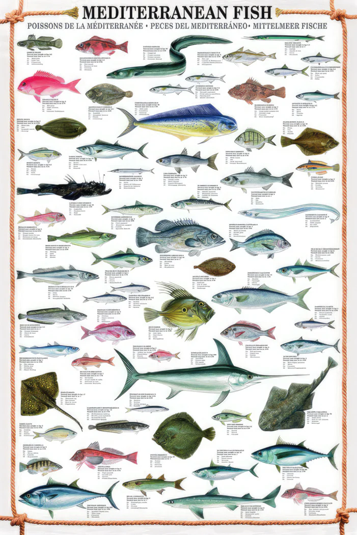 Mediterranean Fish Kunstdruck + 2 St. Posterleisten - Image 6