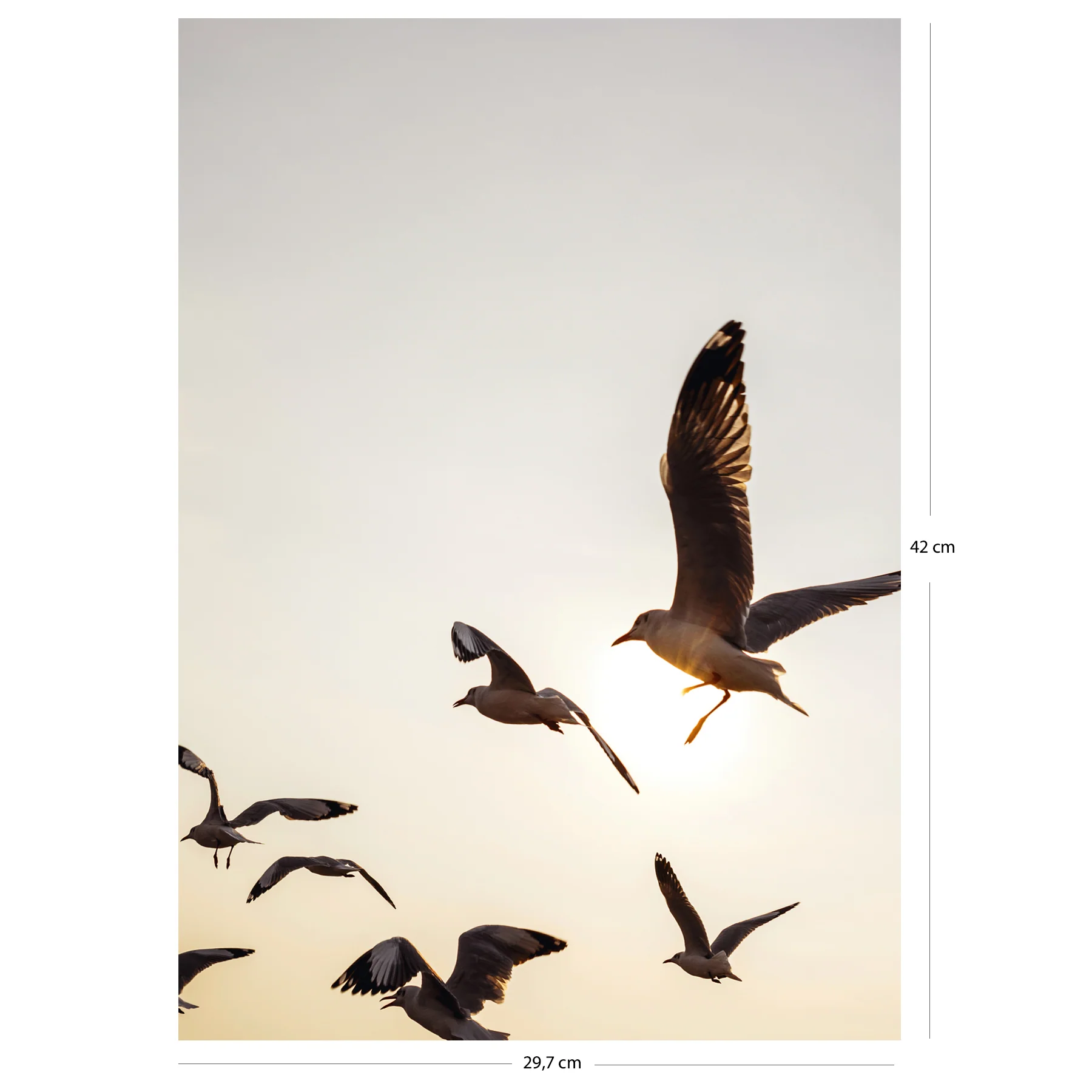 Möwen Kunstdruck Din A3 - Image 4