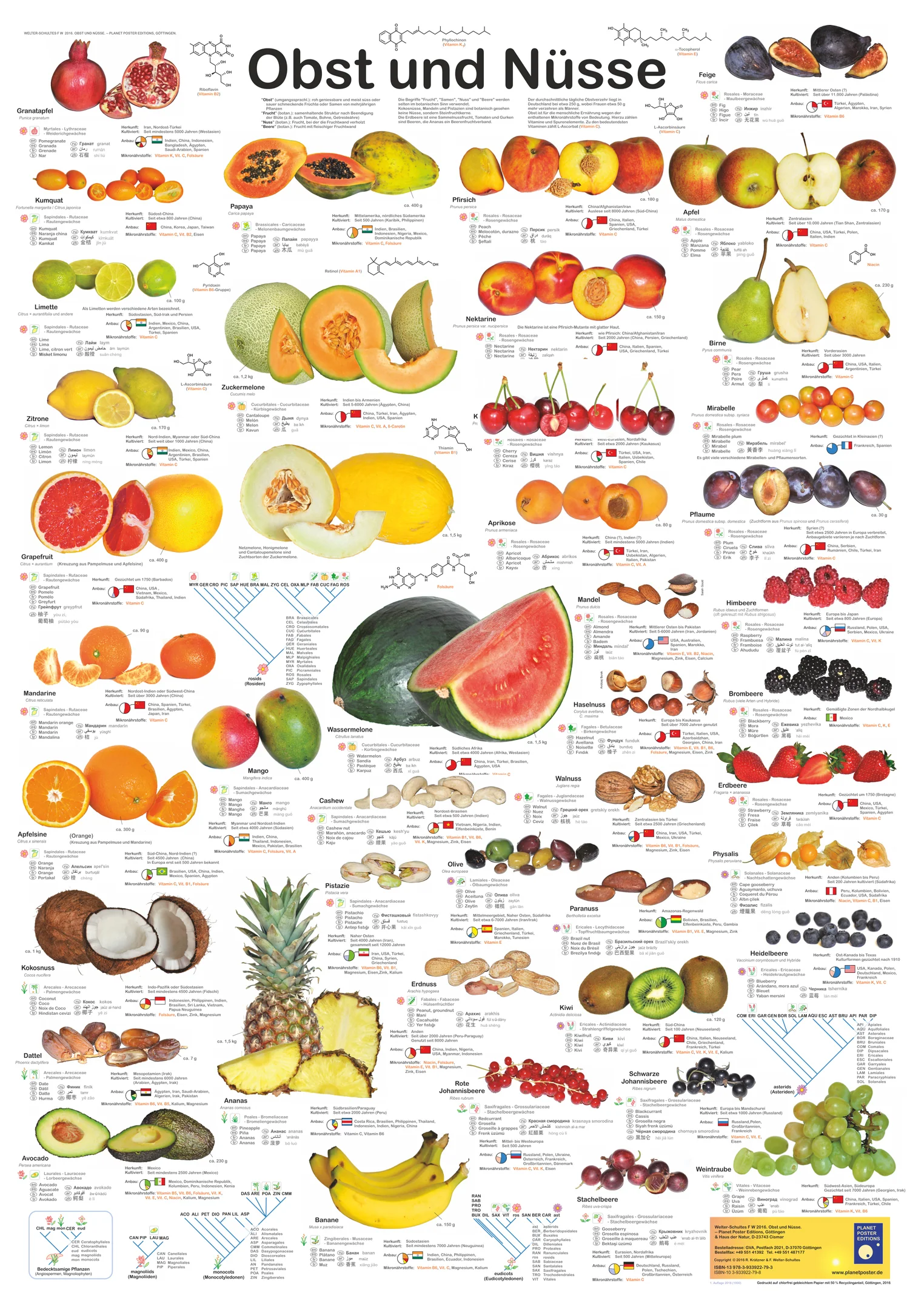 Obst und Nüsse Poster deutsch DIN A1