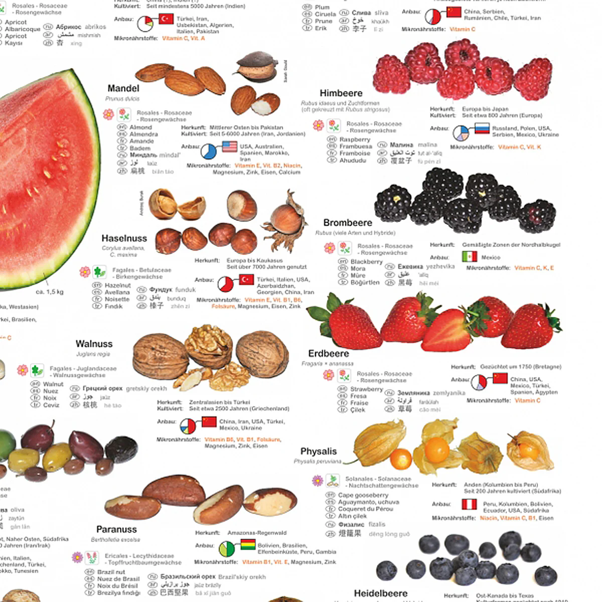 Obst und Nüsse Poster deutsch DIN A1 - Image 3