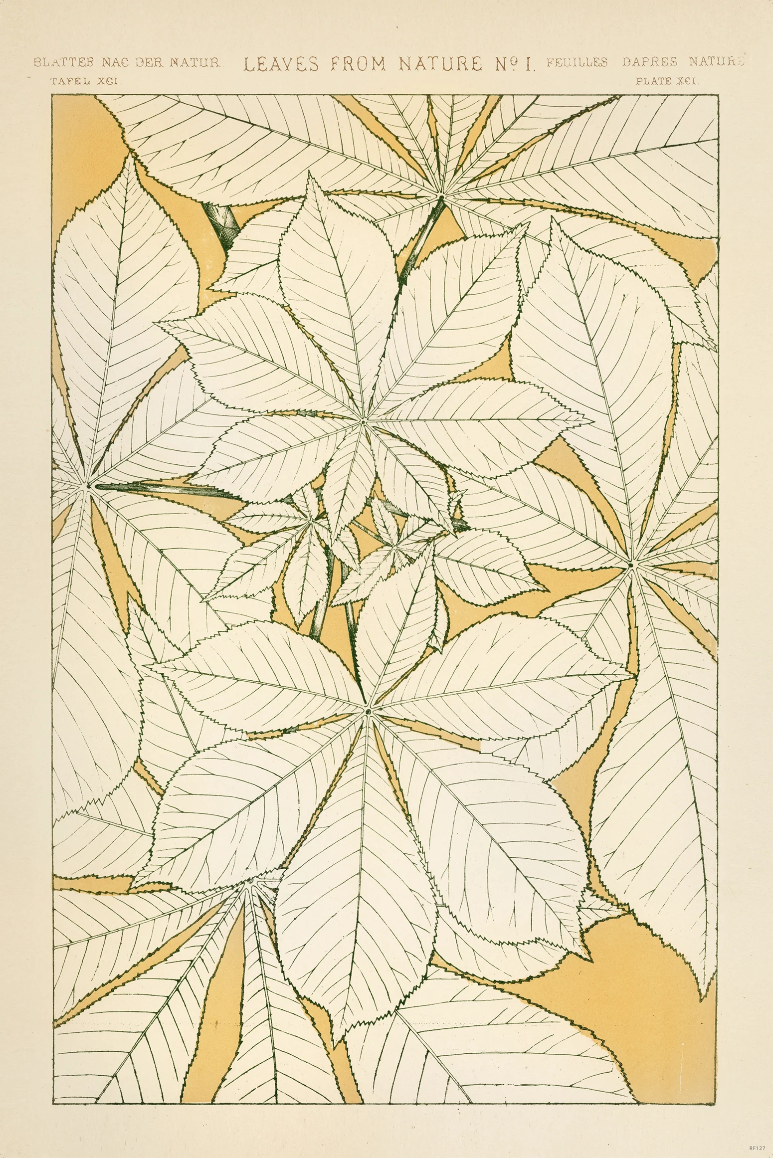Owen Jones Poster Blätter aus der Natur Nr.1