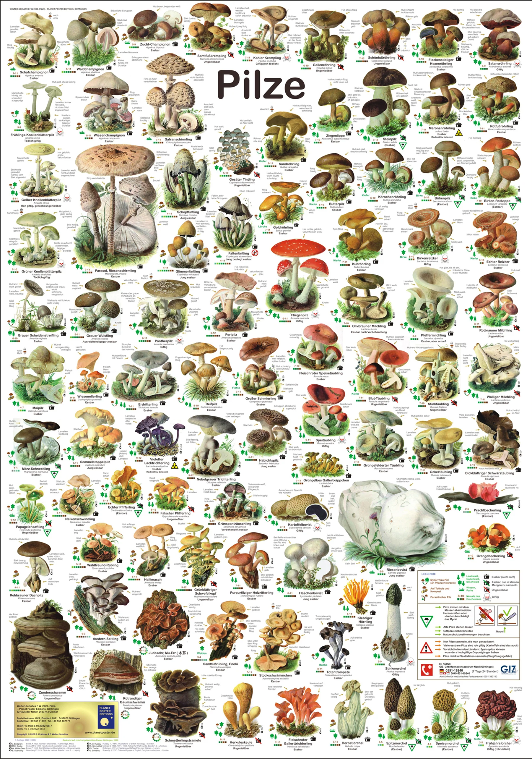 Pilze Poster deutsch DIN A1