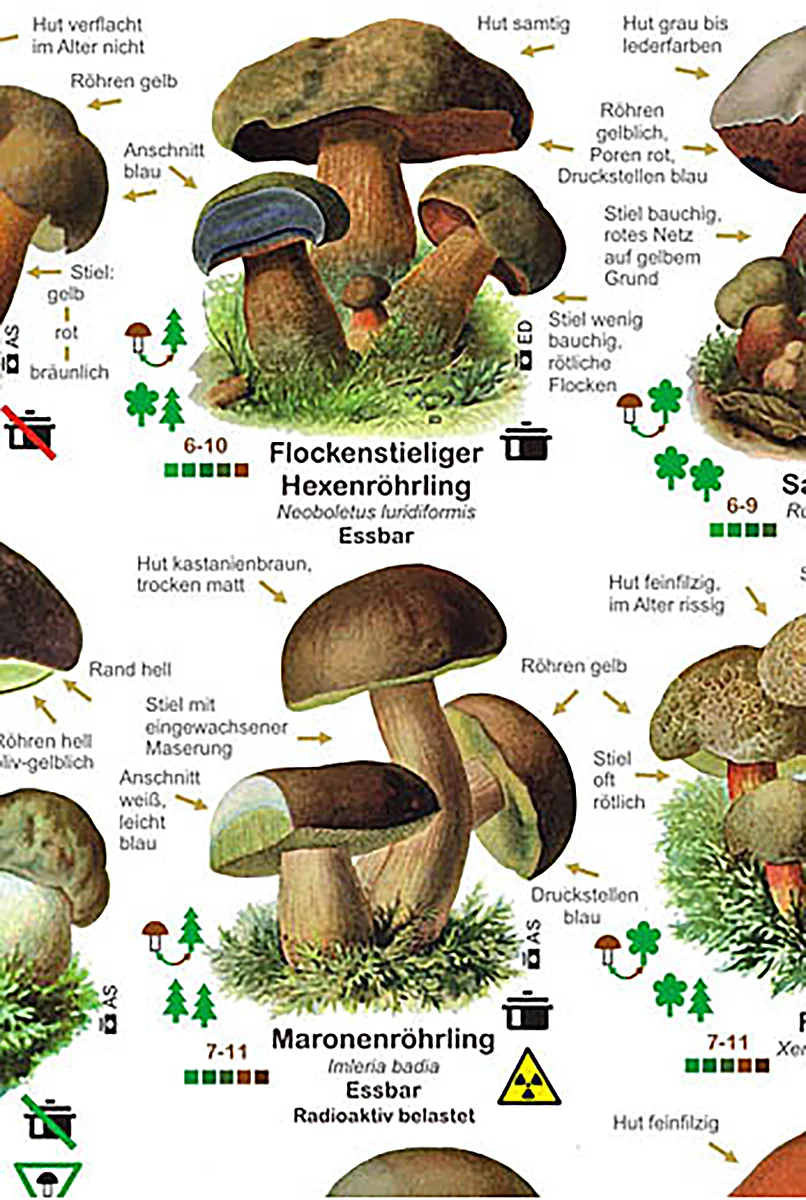 Pilze Poster deutsch DIN A1 - Image 2