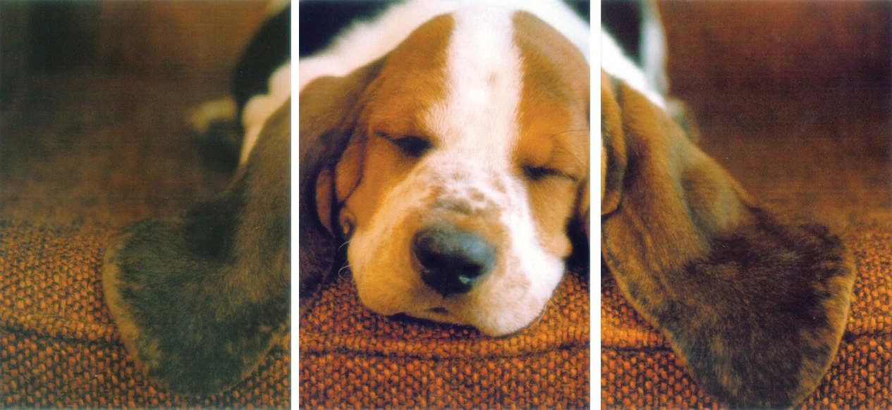 Postkarten-Puzzle Schlafender Basset