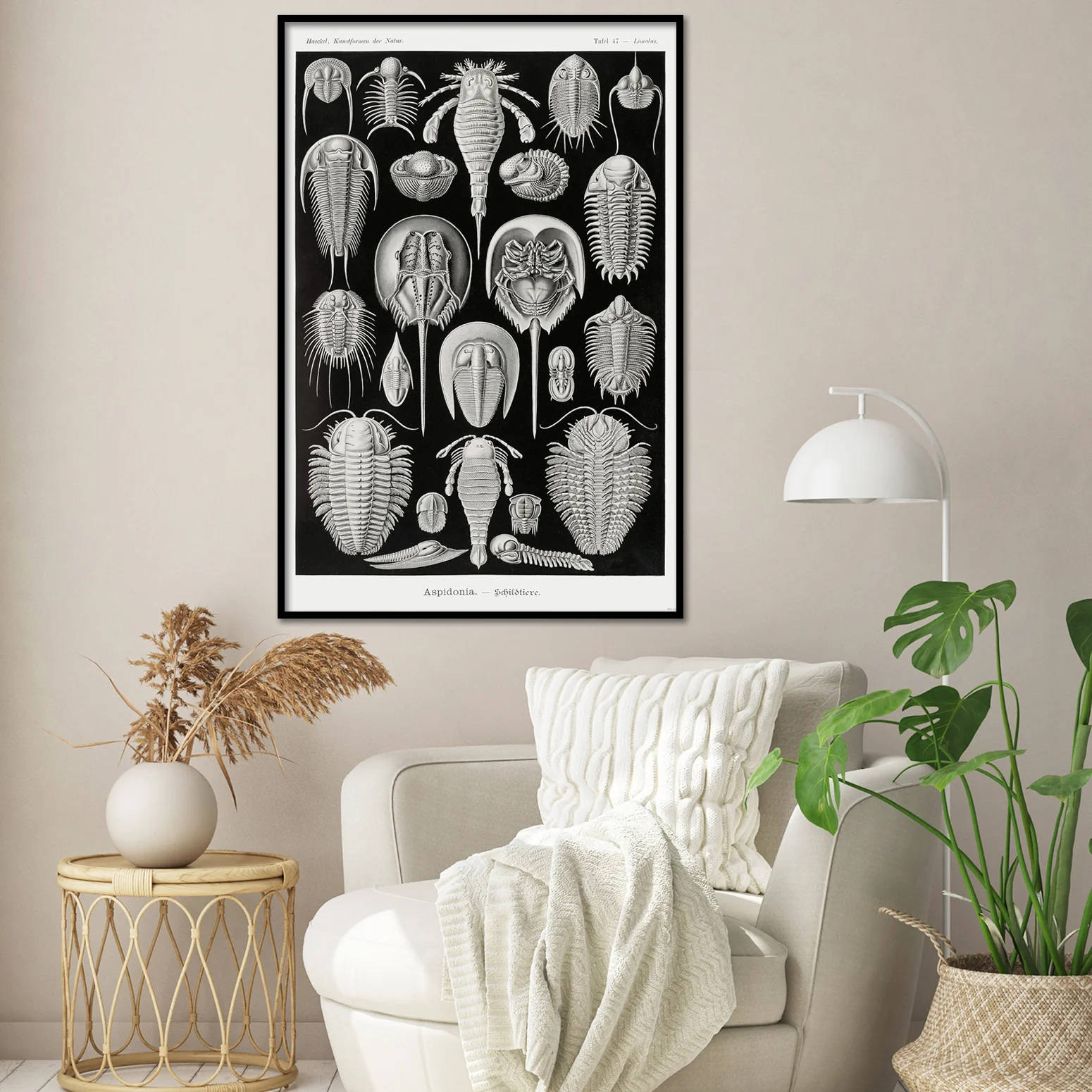 Schildtiere Poster E. Haeckel Kunstformen der Natur Tafel 47 - Image 2