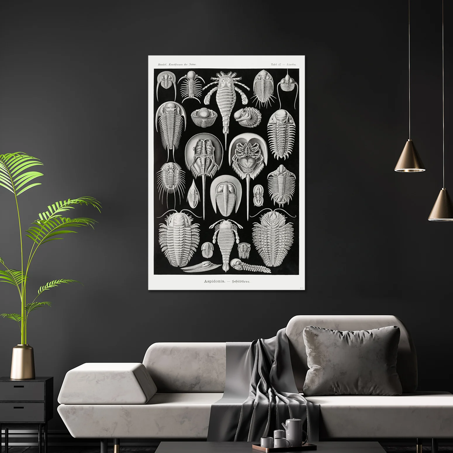 Schildtiere Poster E. Haeckel Kunstformen der Natur Tafel 47 - Image 3