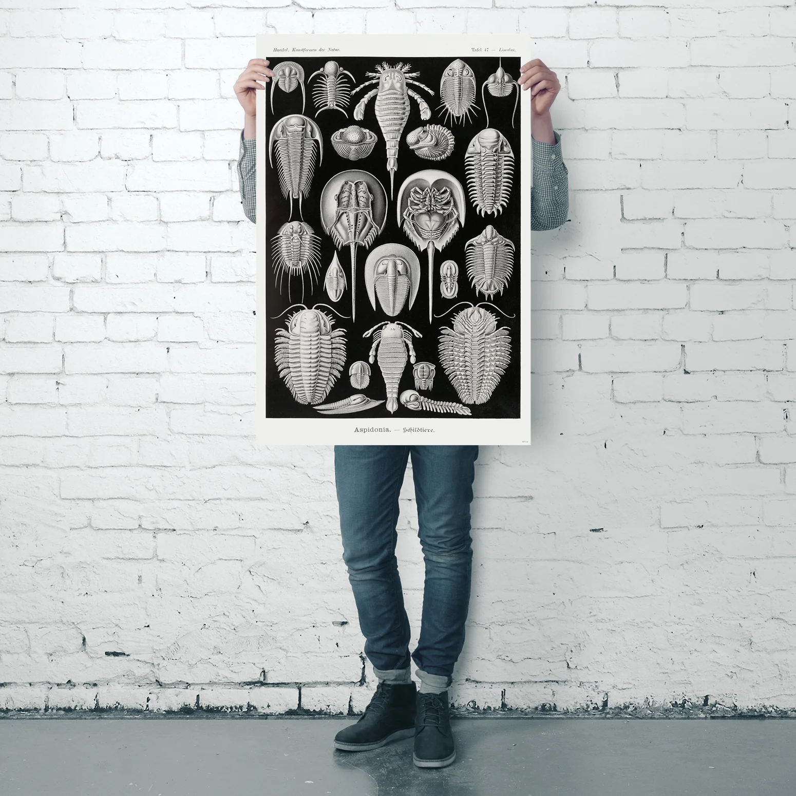 Schildtiere Poster E. Haeckel Kunstformen der Natur Tafel 47 - Image 4