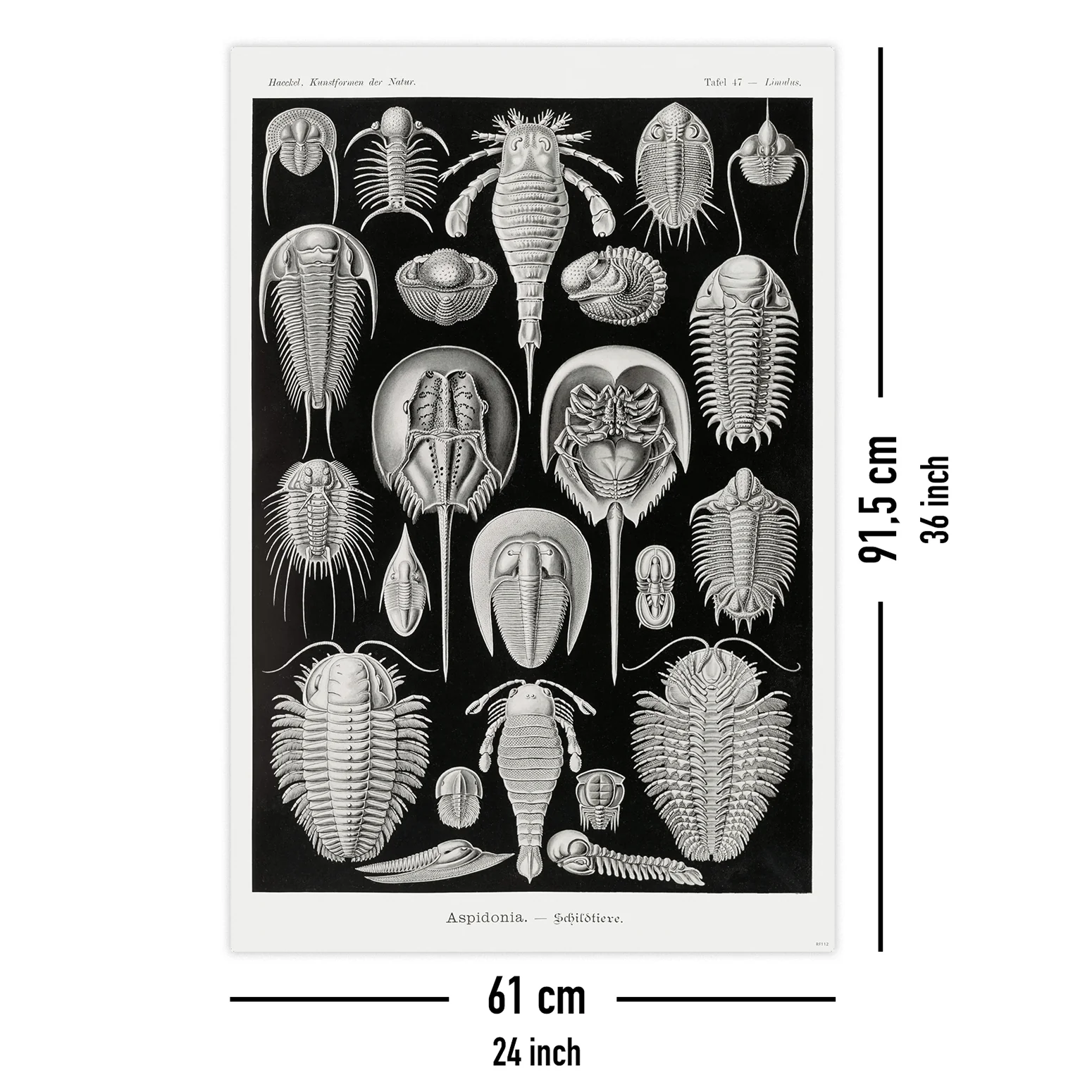 Schildtiere Poster E. Haeckel Kunstformen der Natur Tafel 47 - Image 5