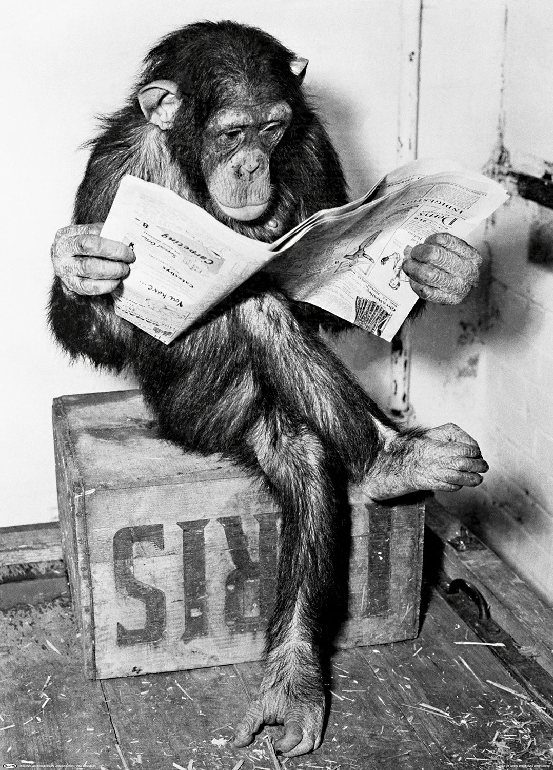 Schimpanse liest Zeitung Chimpanzee reading newspaper