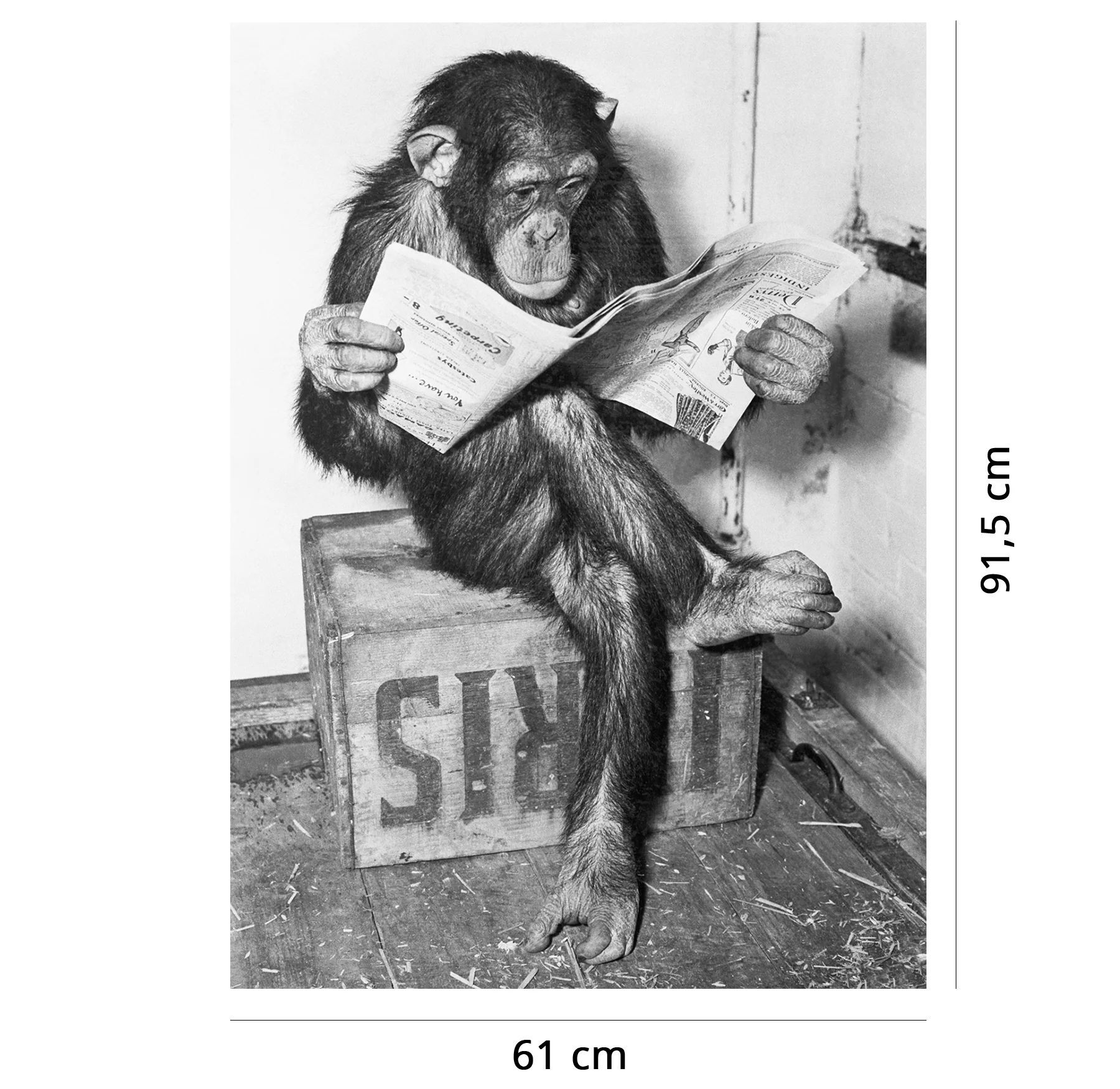 Schimpanse liest Zeitung Chimpanzee reading newspaper - Image 2