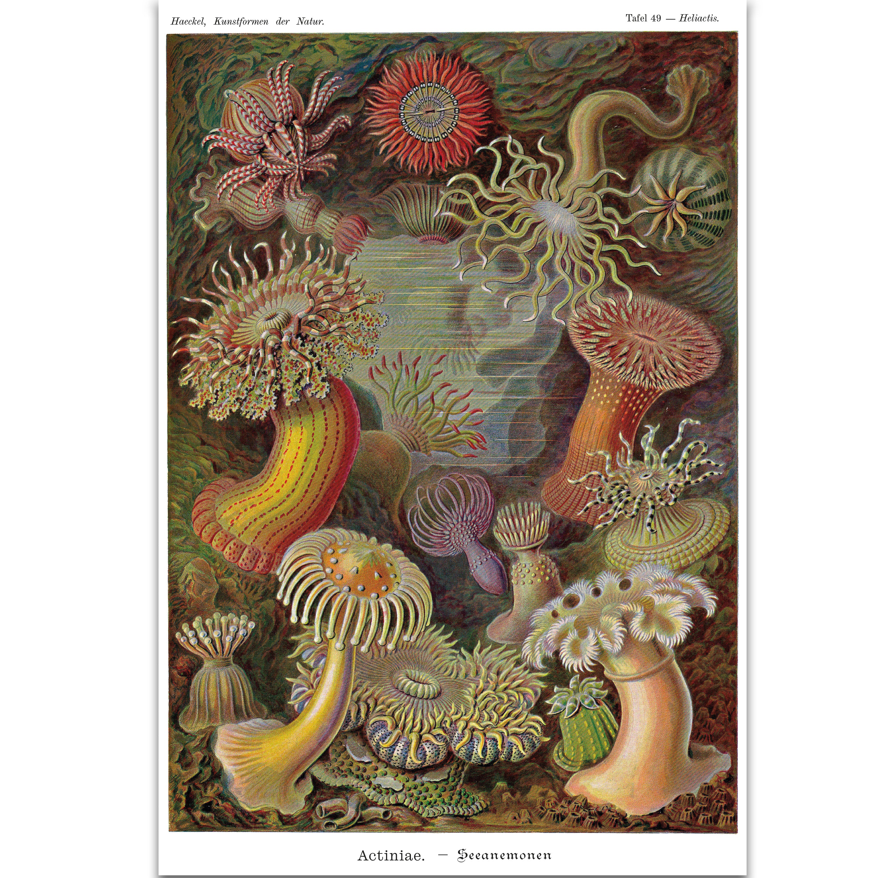 Seeanemonen Poster E. Haeckel Kunstformen der Natur,Tafel 49