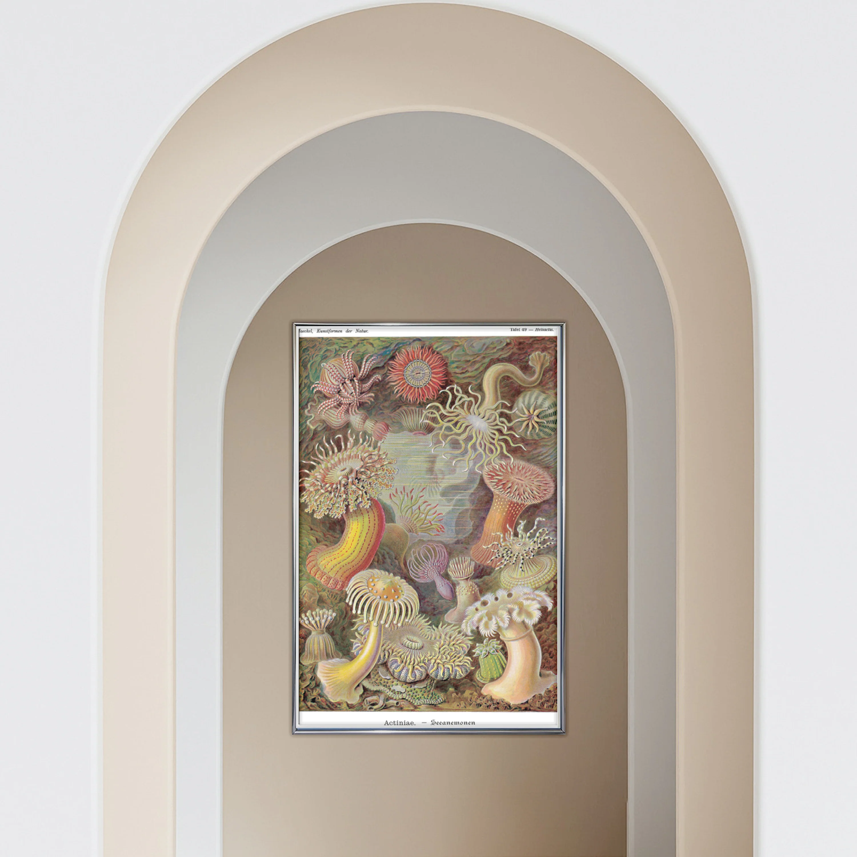 Seeanemonen Poster E. Haeckel Kunstformen der Natur,Tafel 49 - Image 3