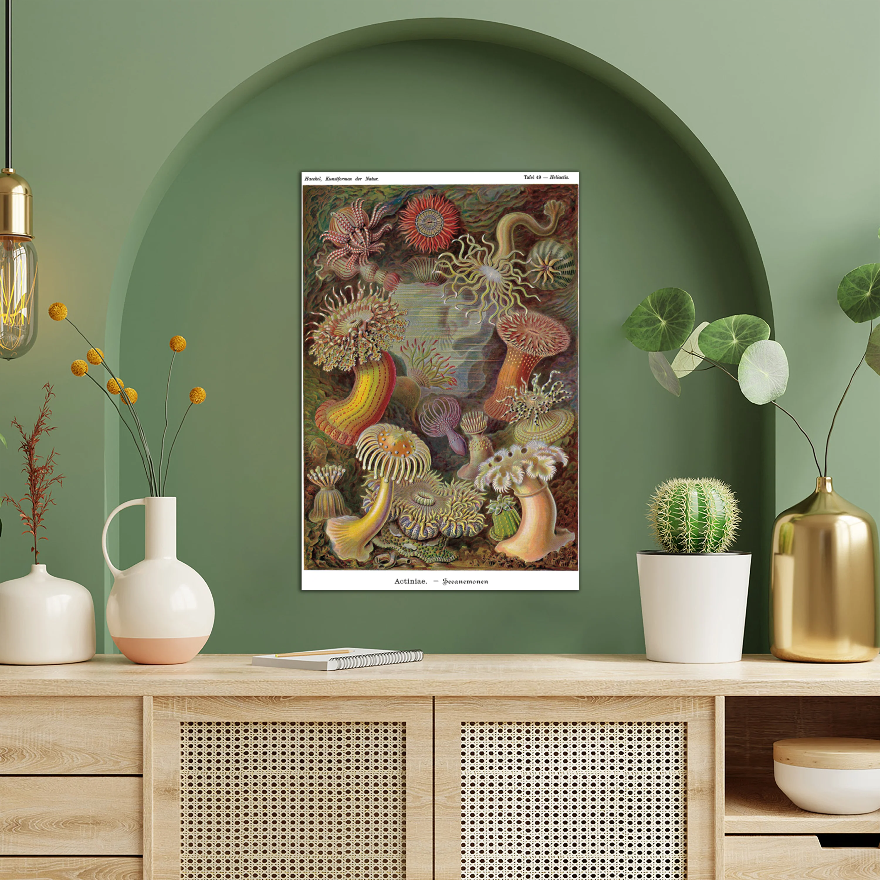 Seeanemonen Poster E. Haeckel Kunstformen der Natur,Tafel 49 - Image 4